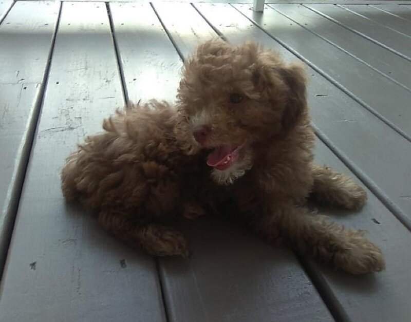 Peanut Male Mini Poodle image 3