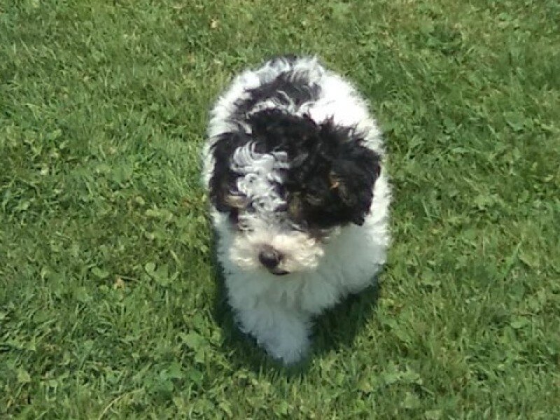 Cookie Male Mini Poodle image 7