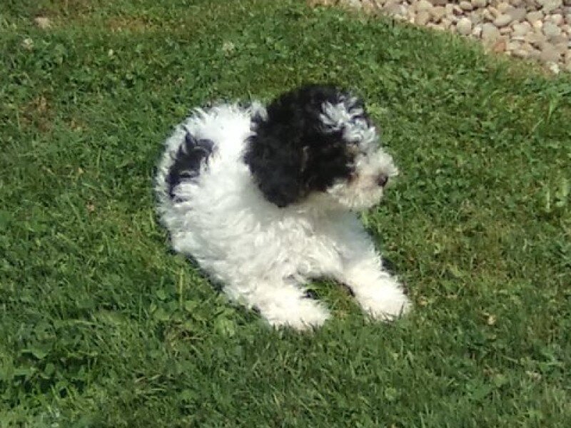 Cookie Male Mini Poodle image 8