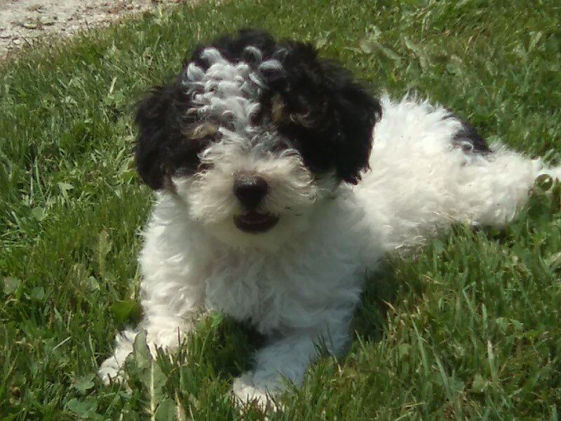 Cookie Male Mini Poodle image 1