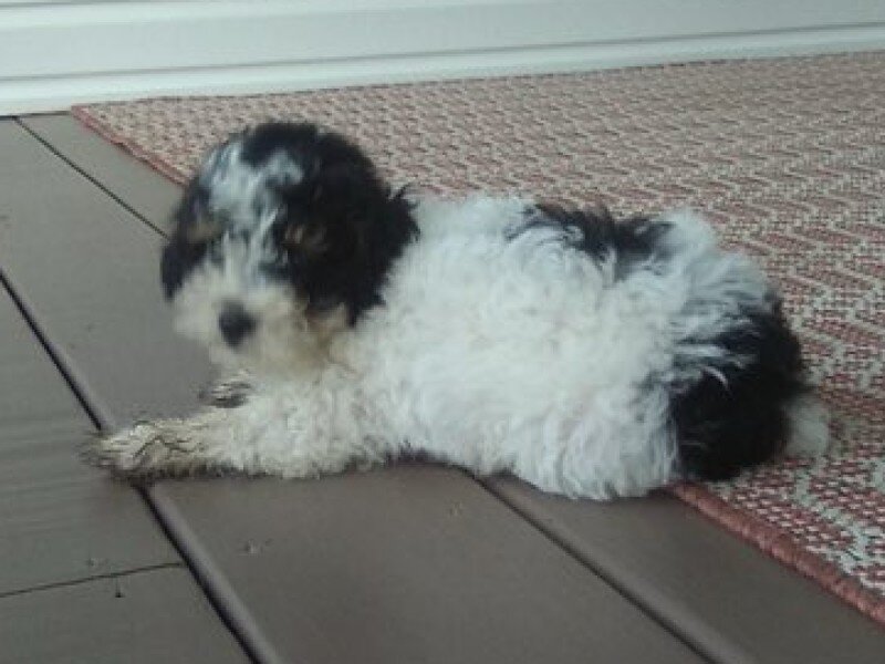 Cookie Male Mini Poodle image 5