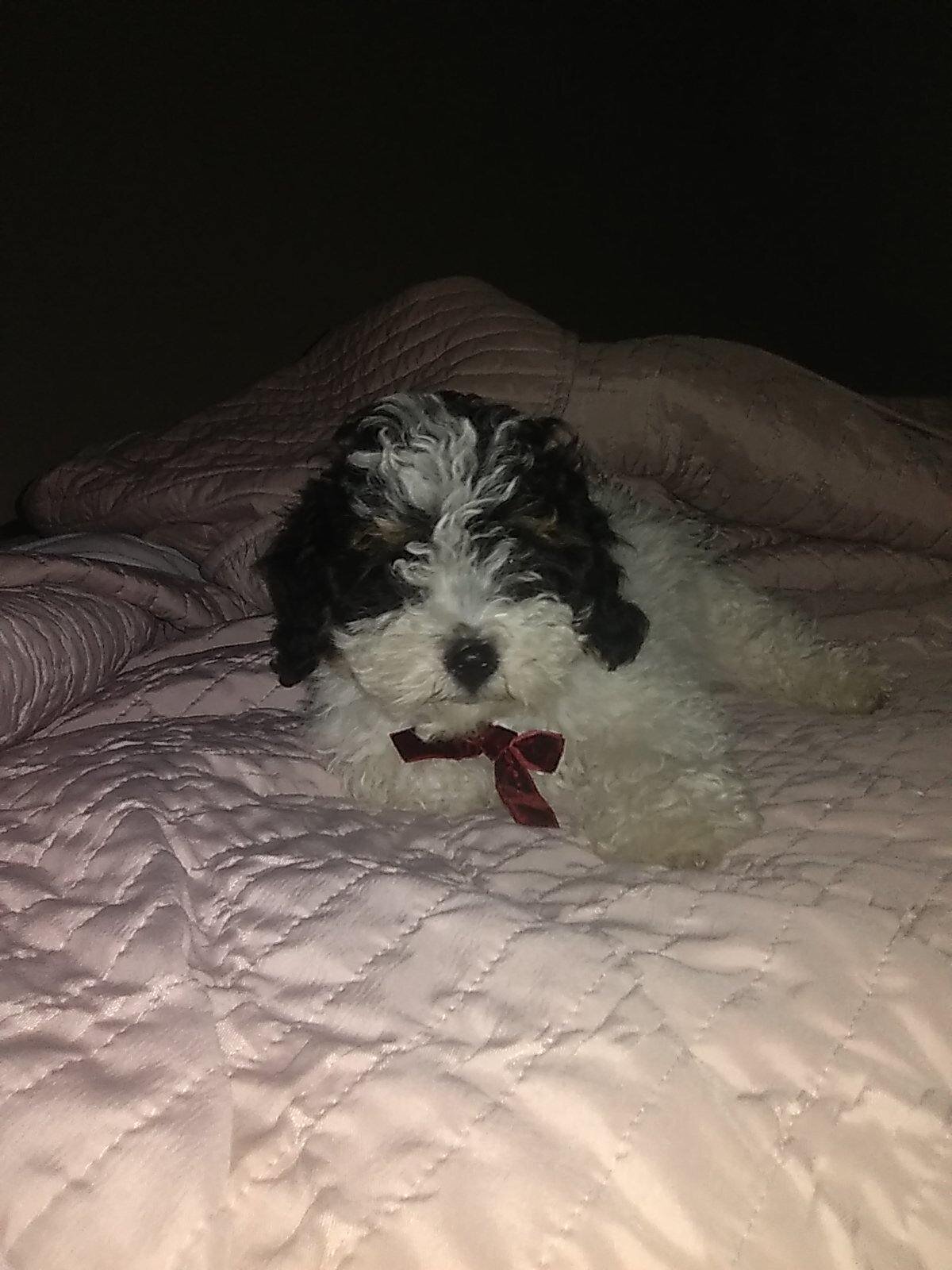 Cookie Male Mini Poodle image 10