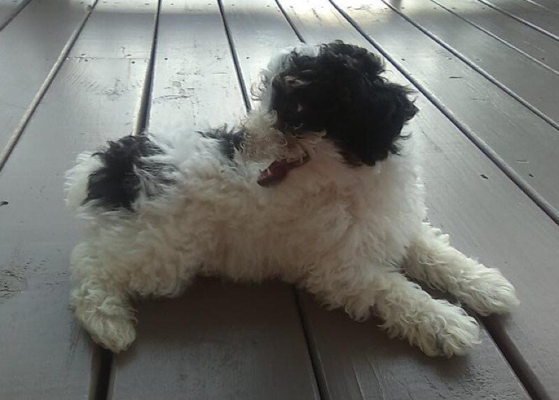 Cookie Male Mini Poodle image 4