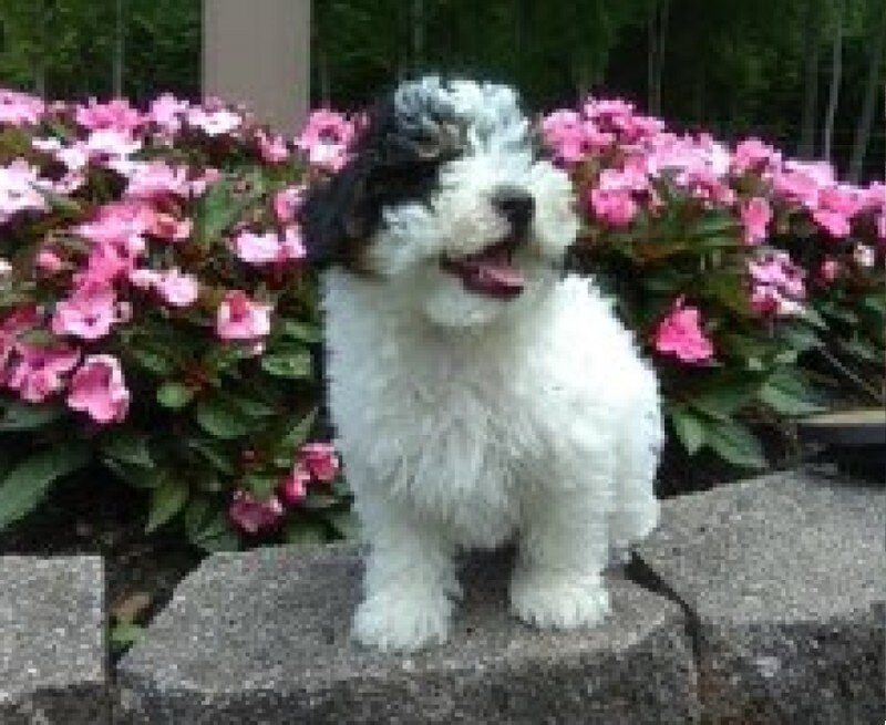 Cookie Male Mini Poodle image 2