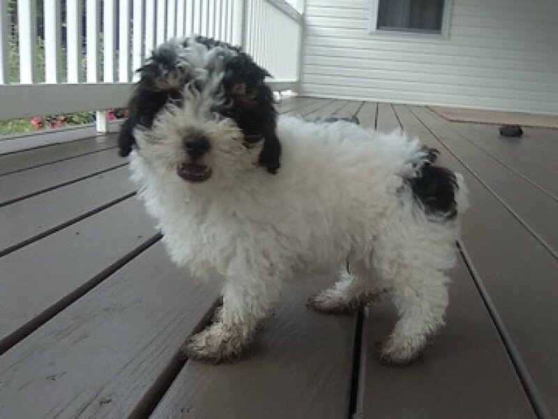 Cookie Male Mini Poodle image 3