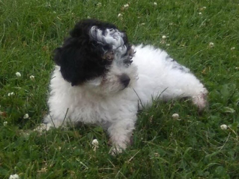 Cookie Male Mini Poodle image 6
