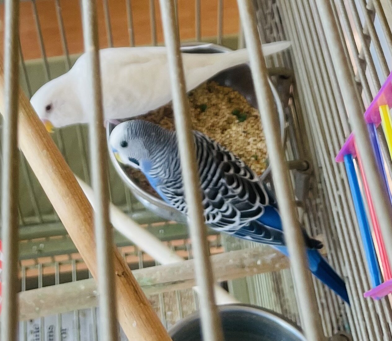 Adorable Parakeets image 1