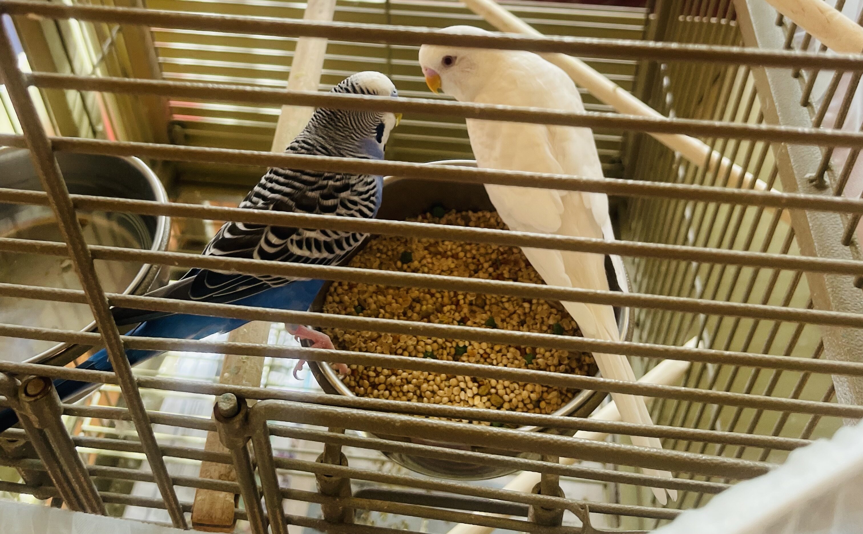 Adorable Parakeets image 3