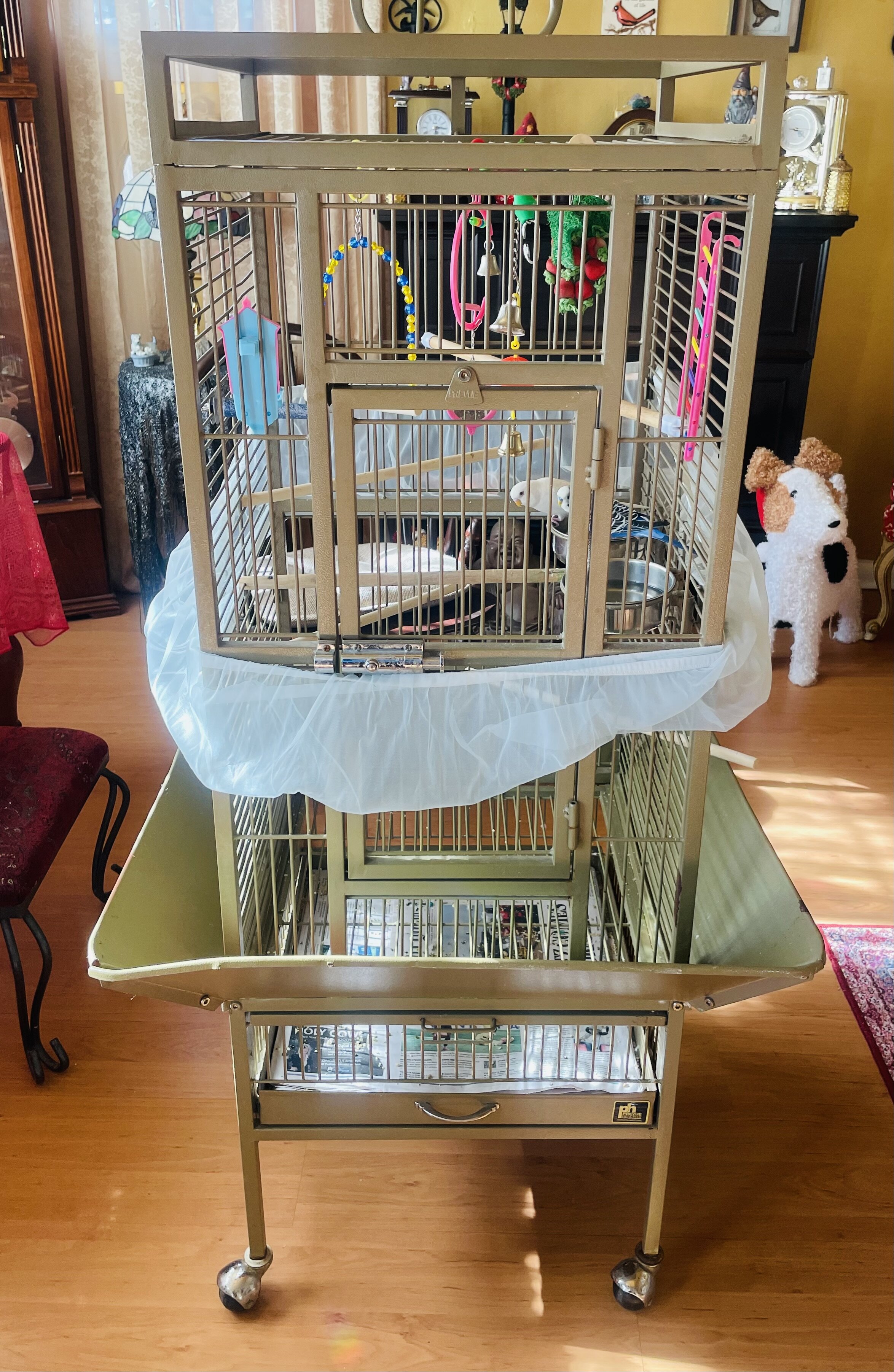 Adorable Parakeets image 4