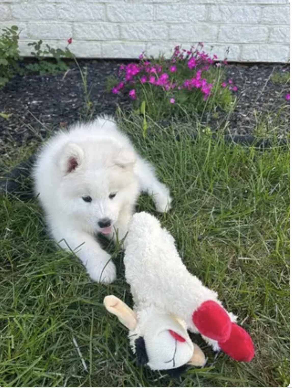 9 week old female purebred Samoyed puppy image 2