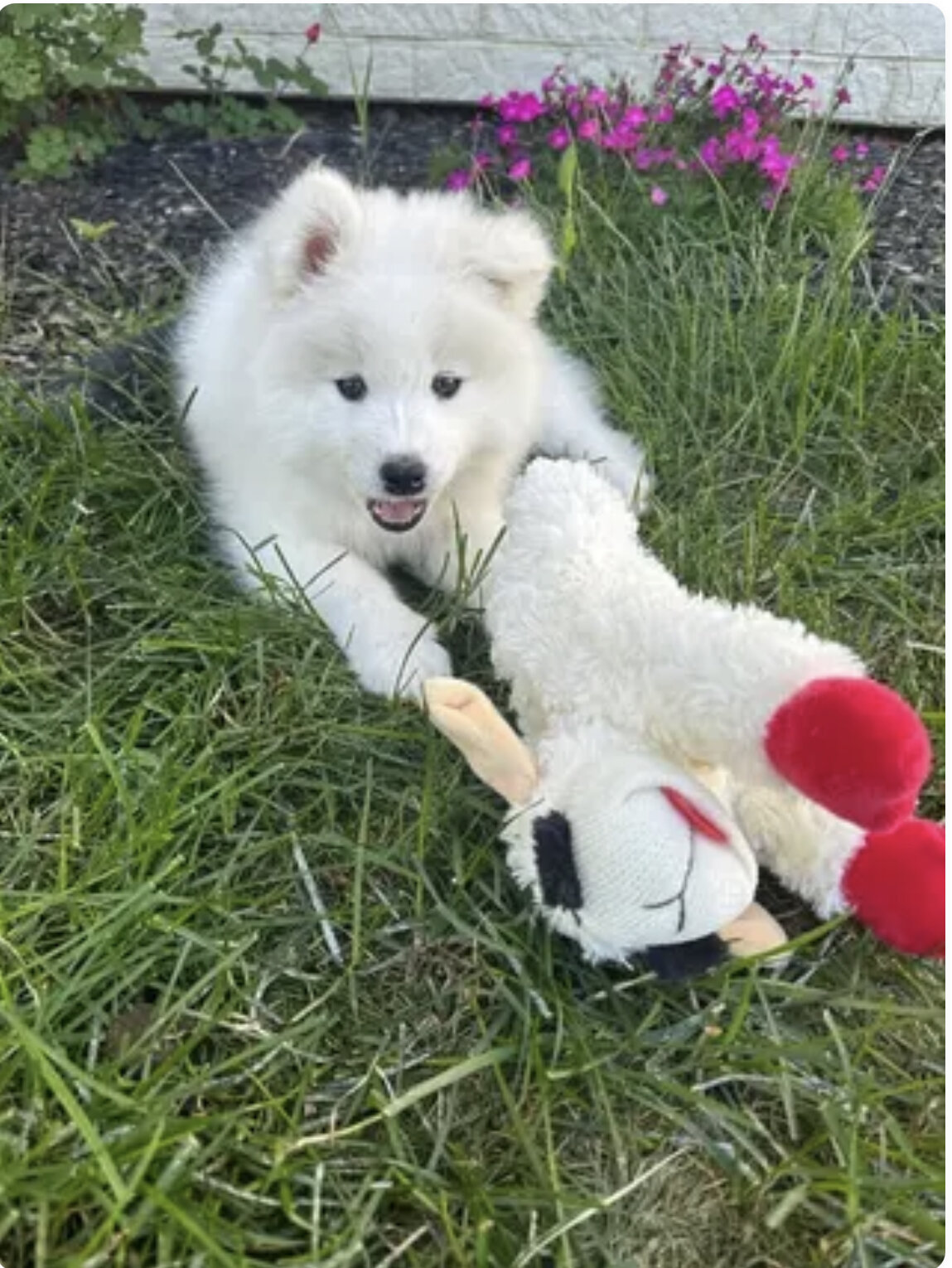 9 week old female purebred Samoyed puppy image 1