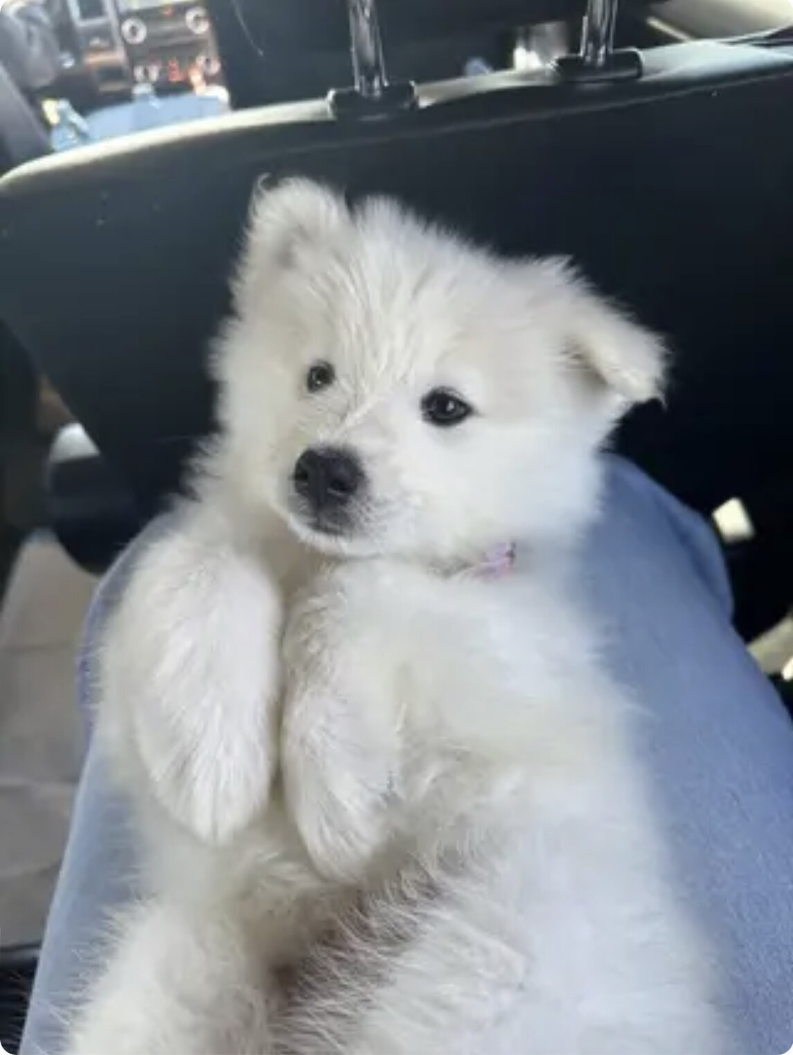 9 week old female purebred Samoyed puppy image 3