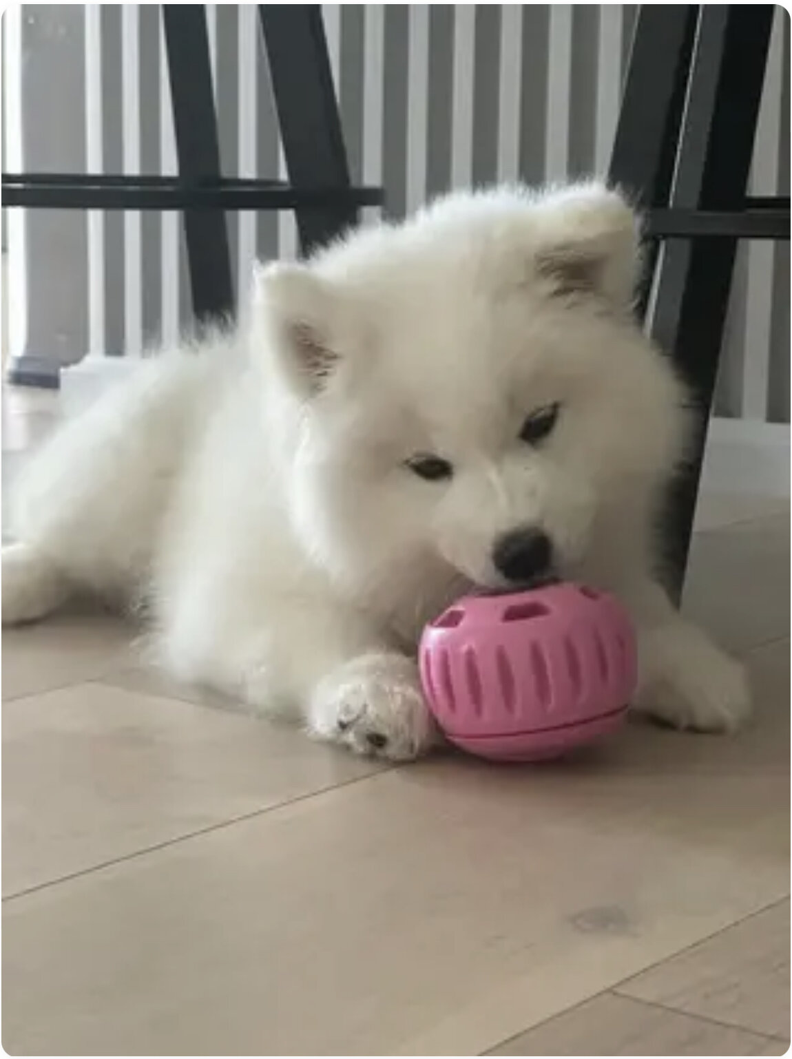 9 week old female purebred Samoyed puppy image 4