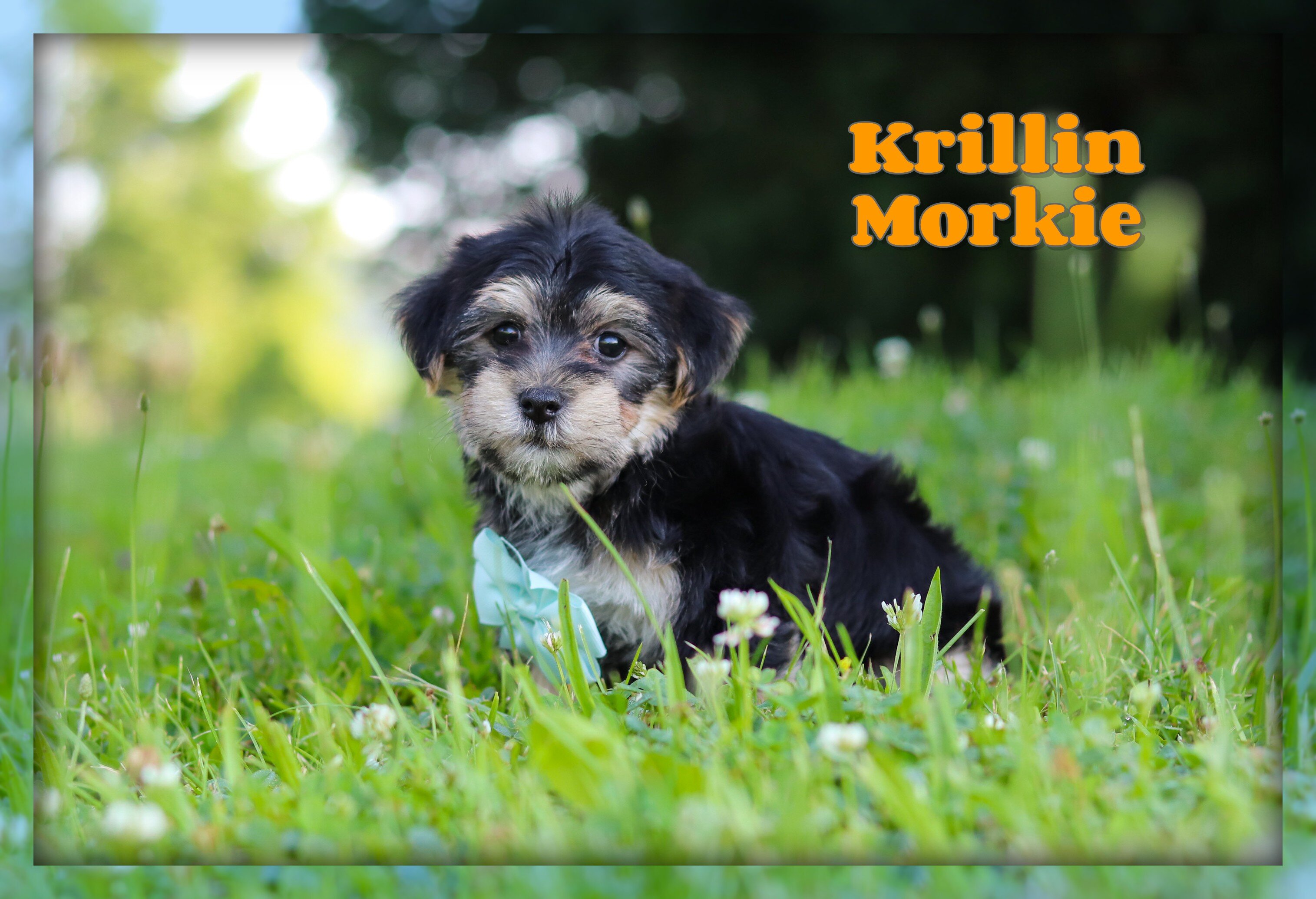 Krillin Male Morkie image 1
