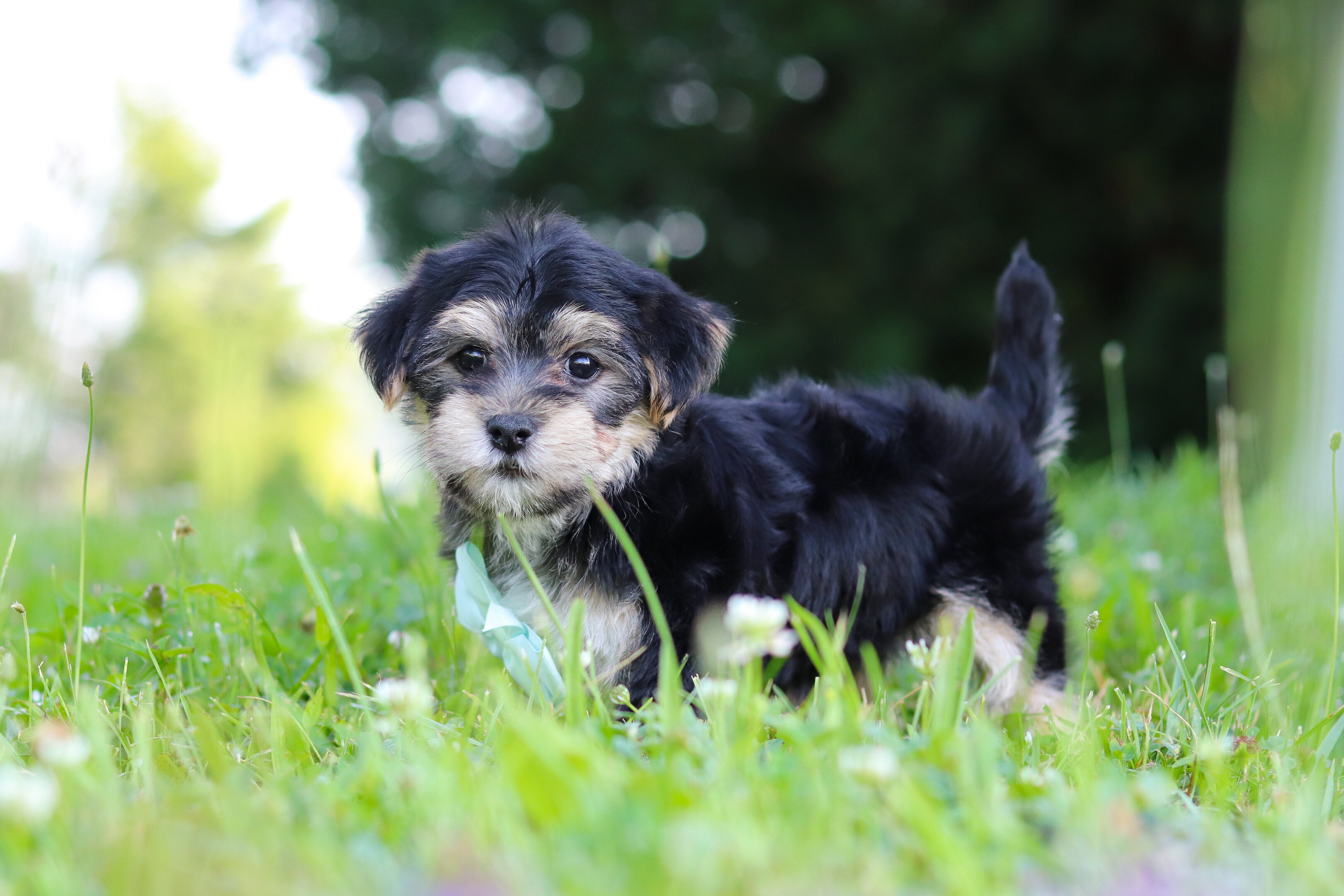 Krillin Male Morkie image 4