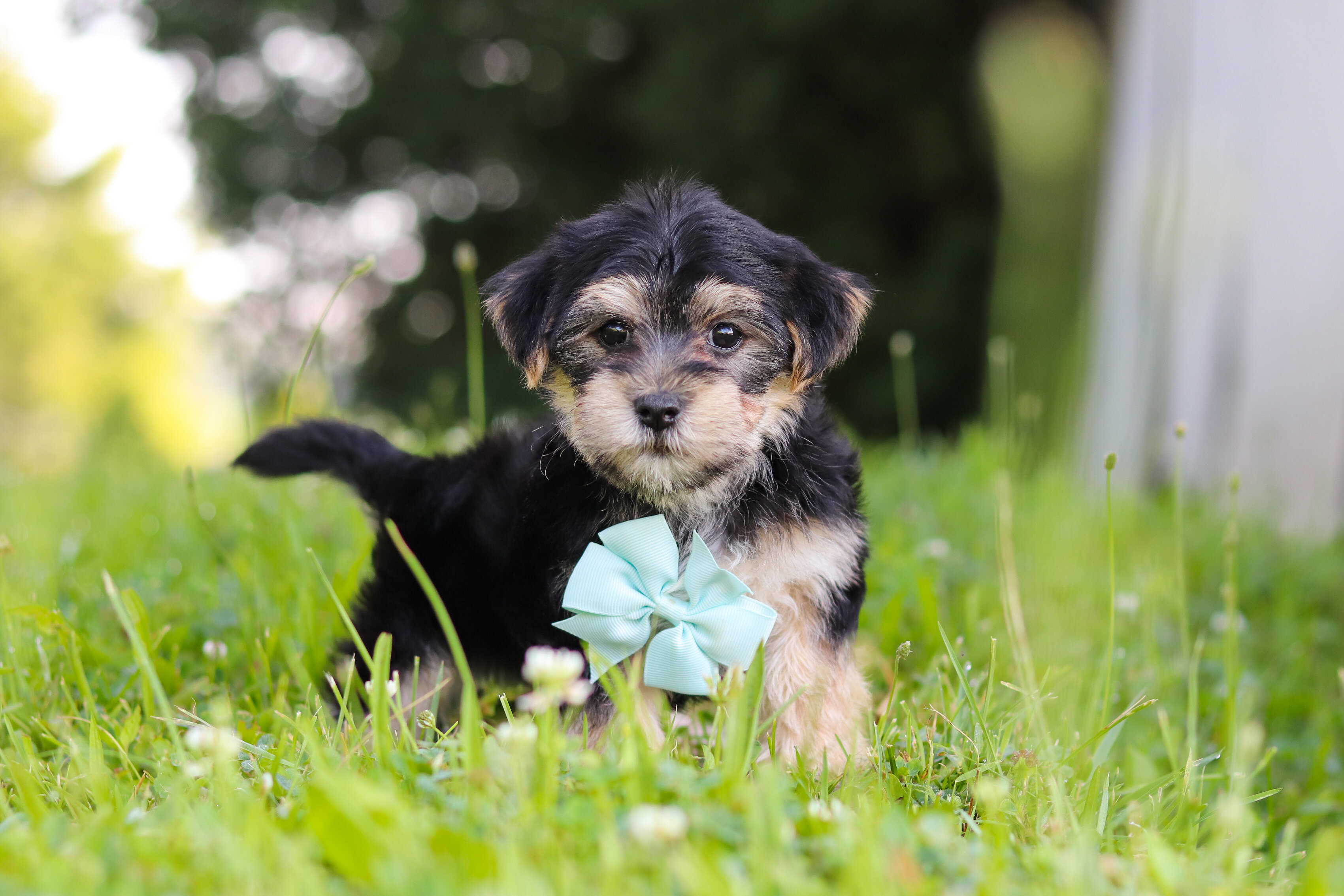 Krillin Male Morkie image 5