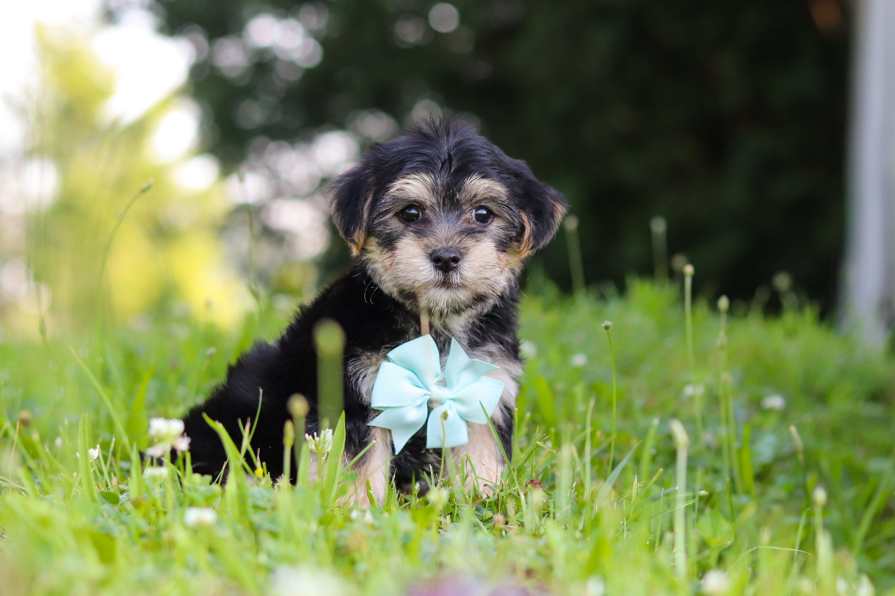 Krillin Male Morkie image 2