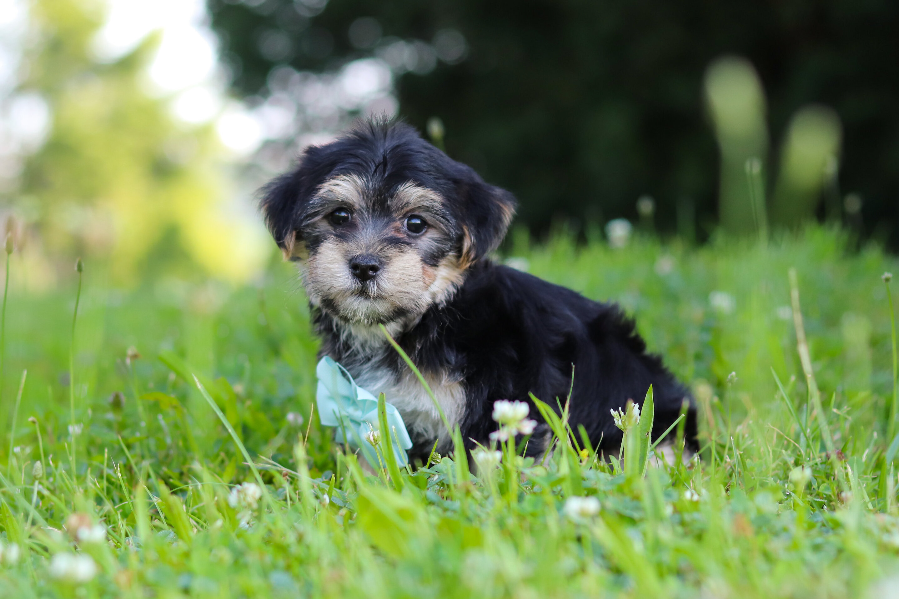 Krillin Male Morkie image 3