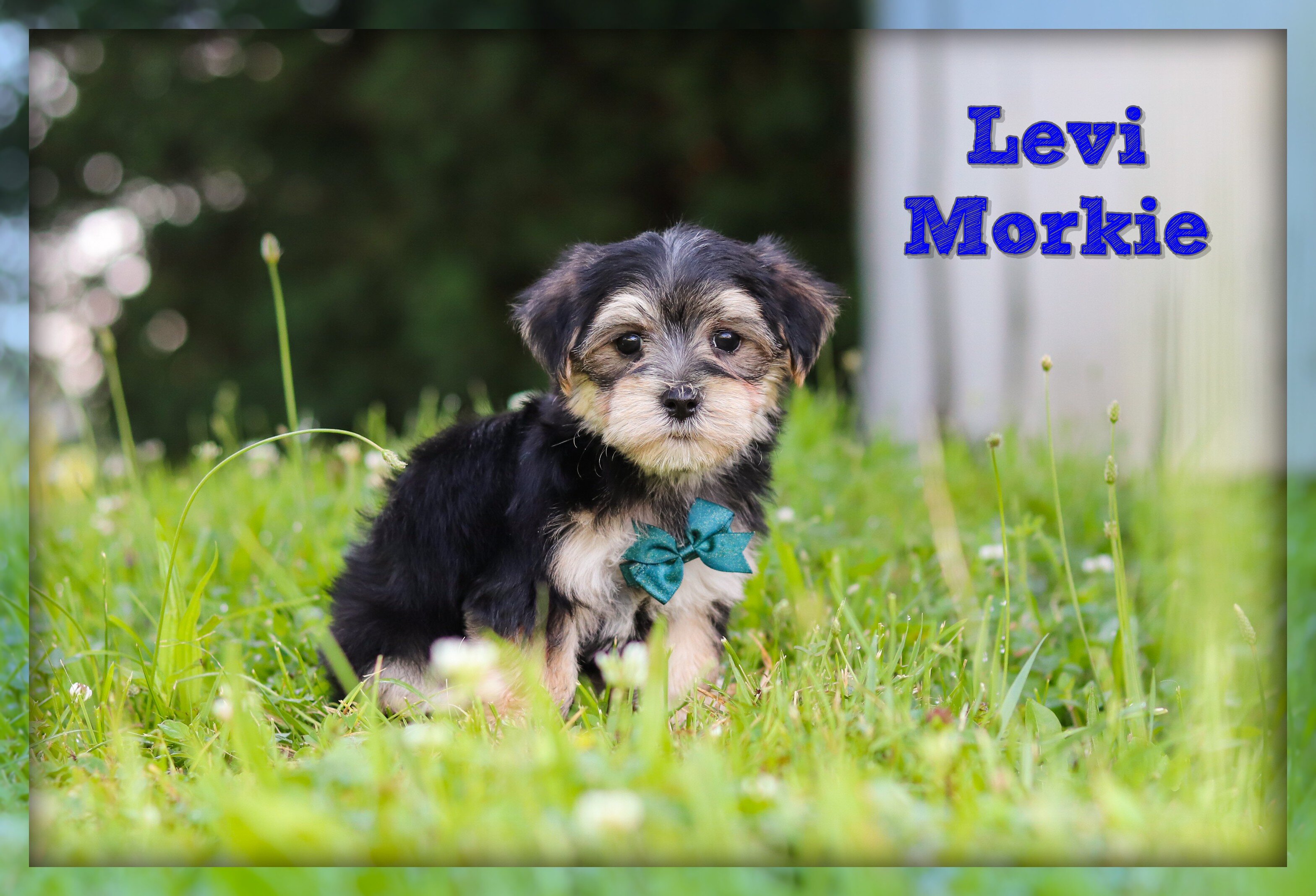 Levi Male Morkie image 1