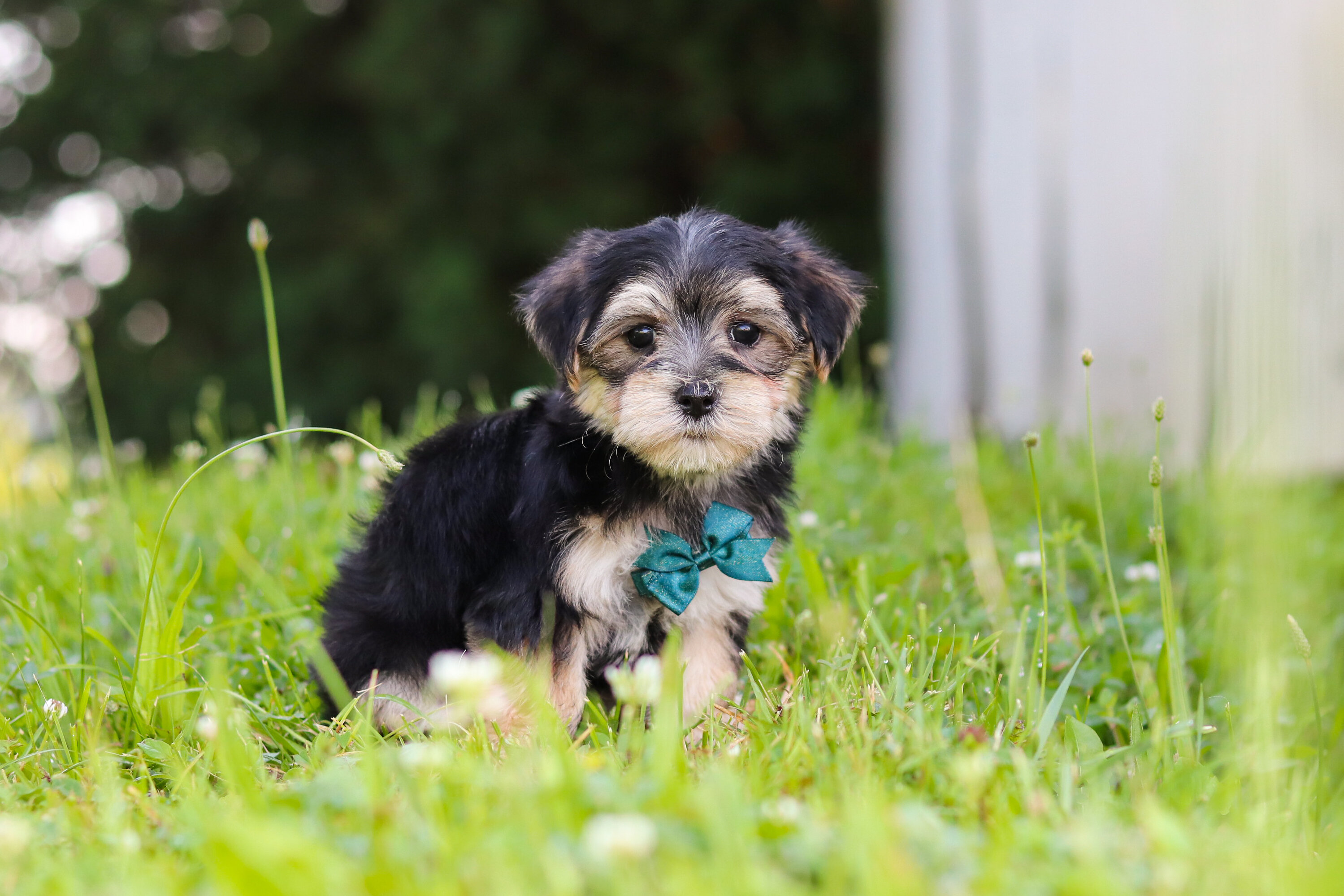 Levi Male Morkie image 2