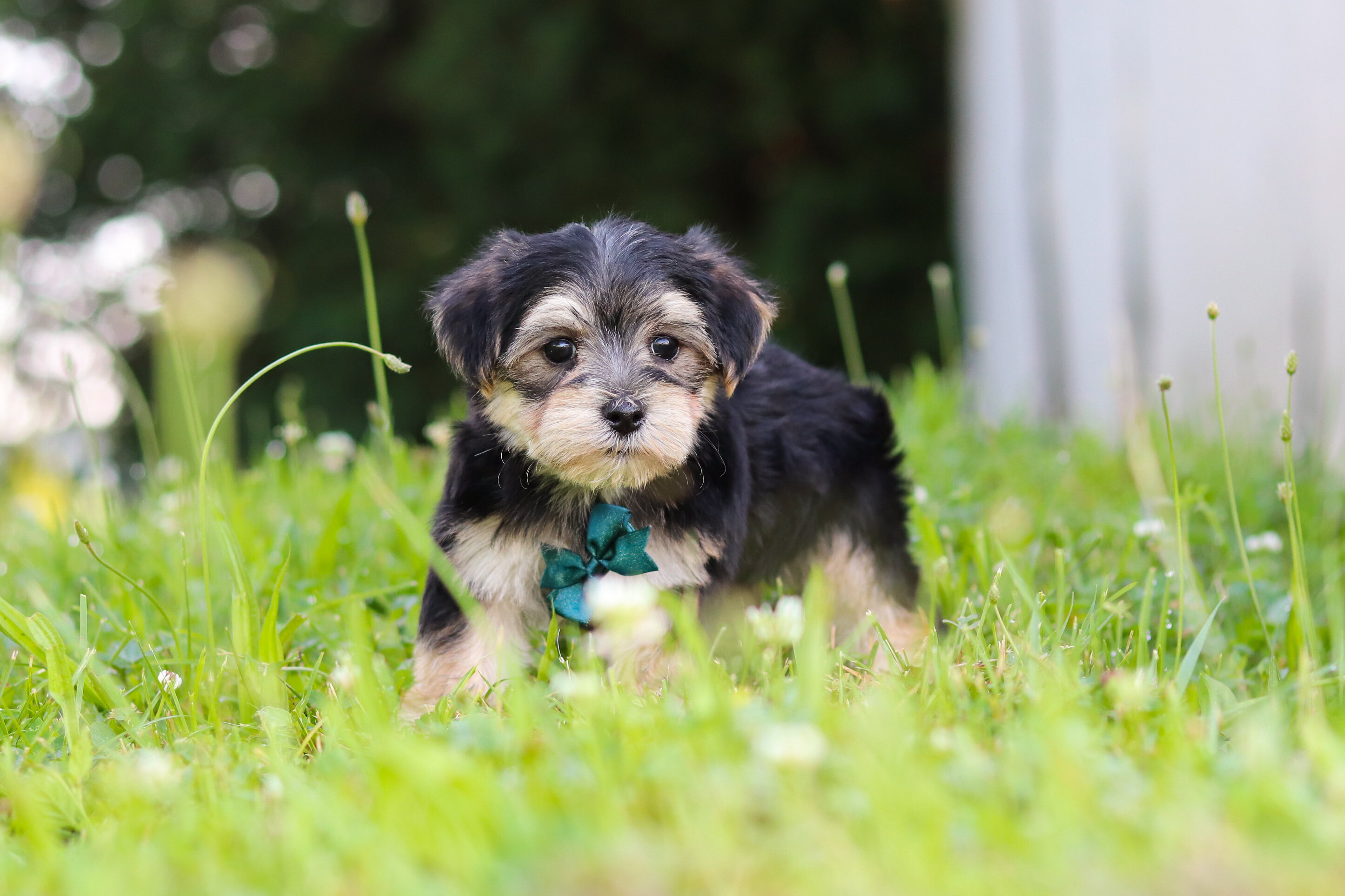 Levi Male Morkie image 6