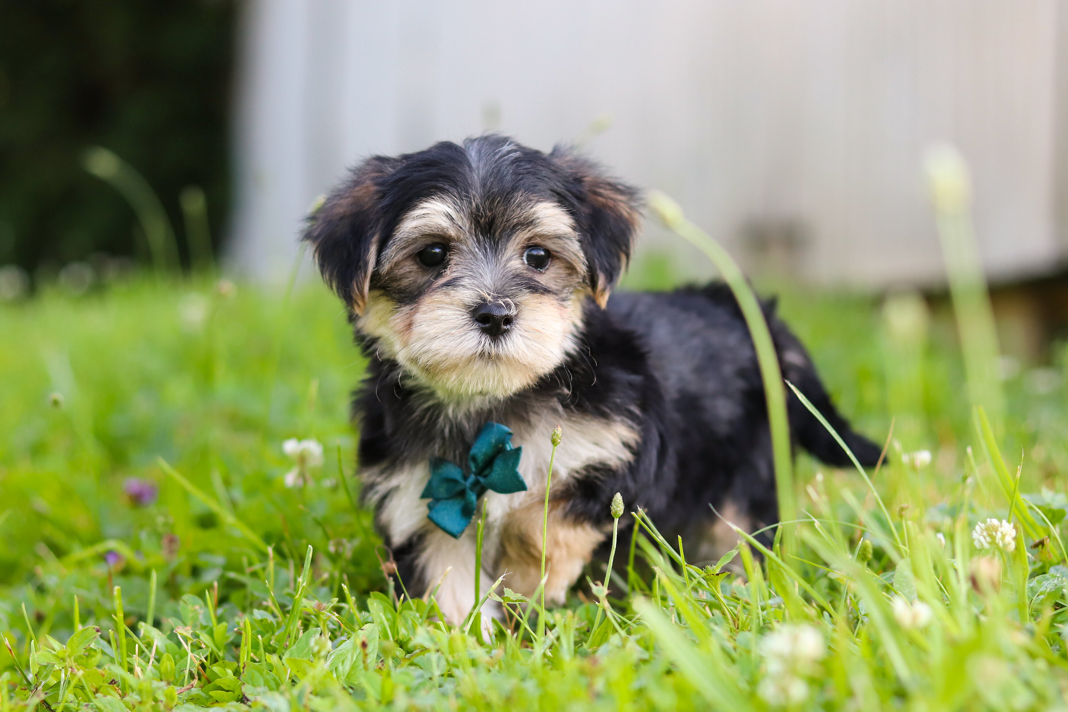 Levi Male Morkie image 5