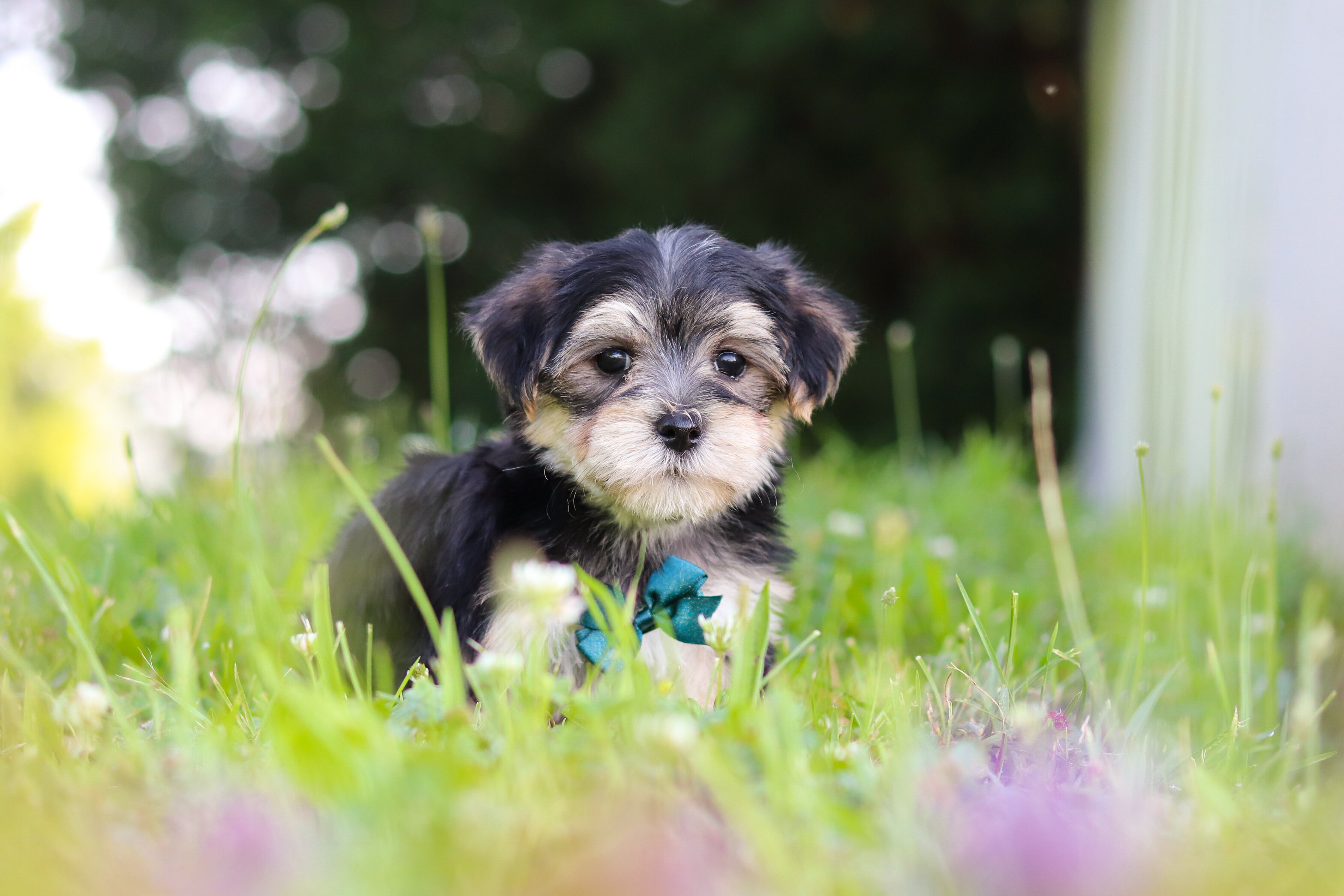 Levi Male Morkie image 3