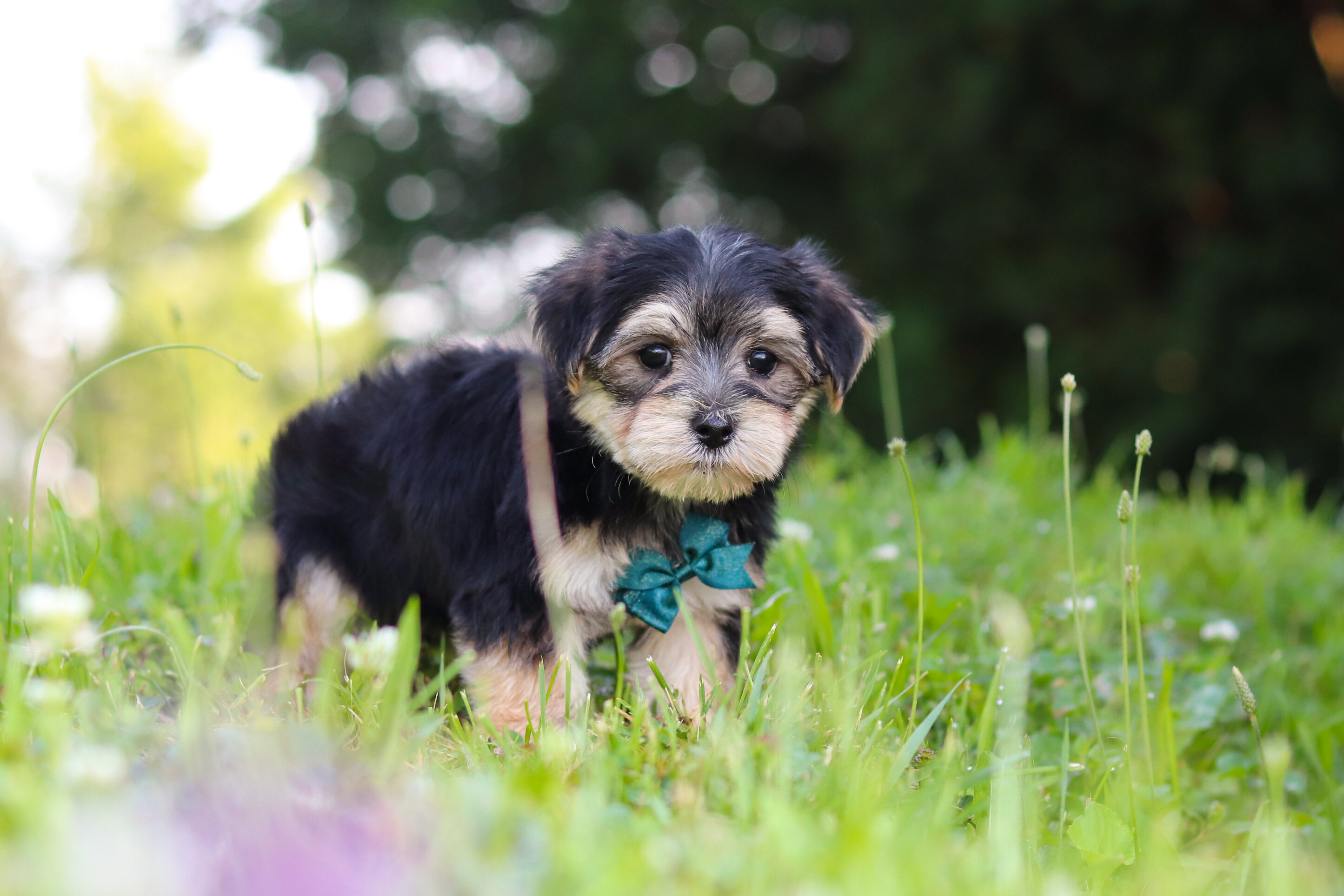 Levi Male Morkie image 4