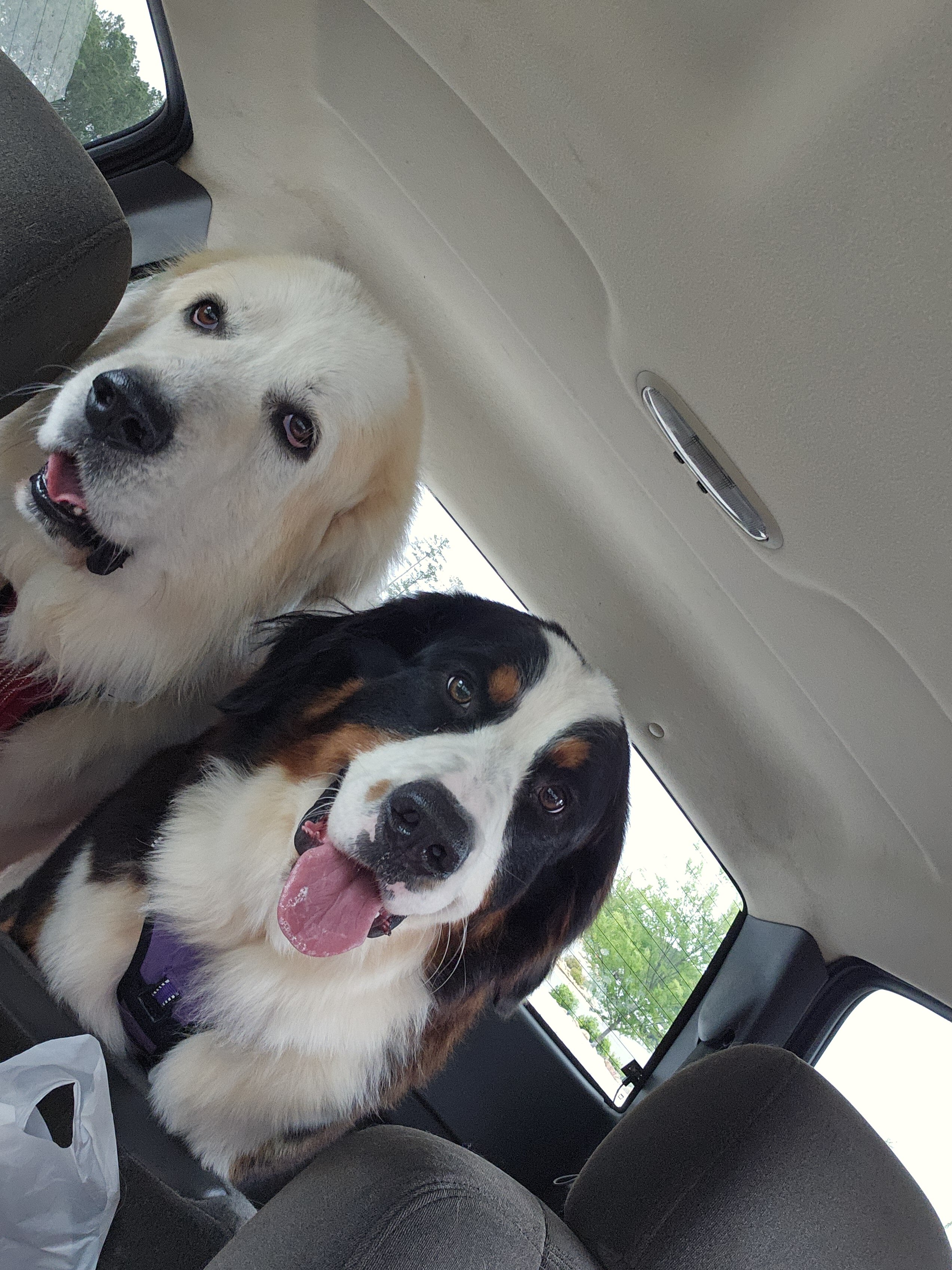 Great bernese puppies image 7