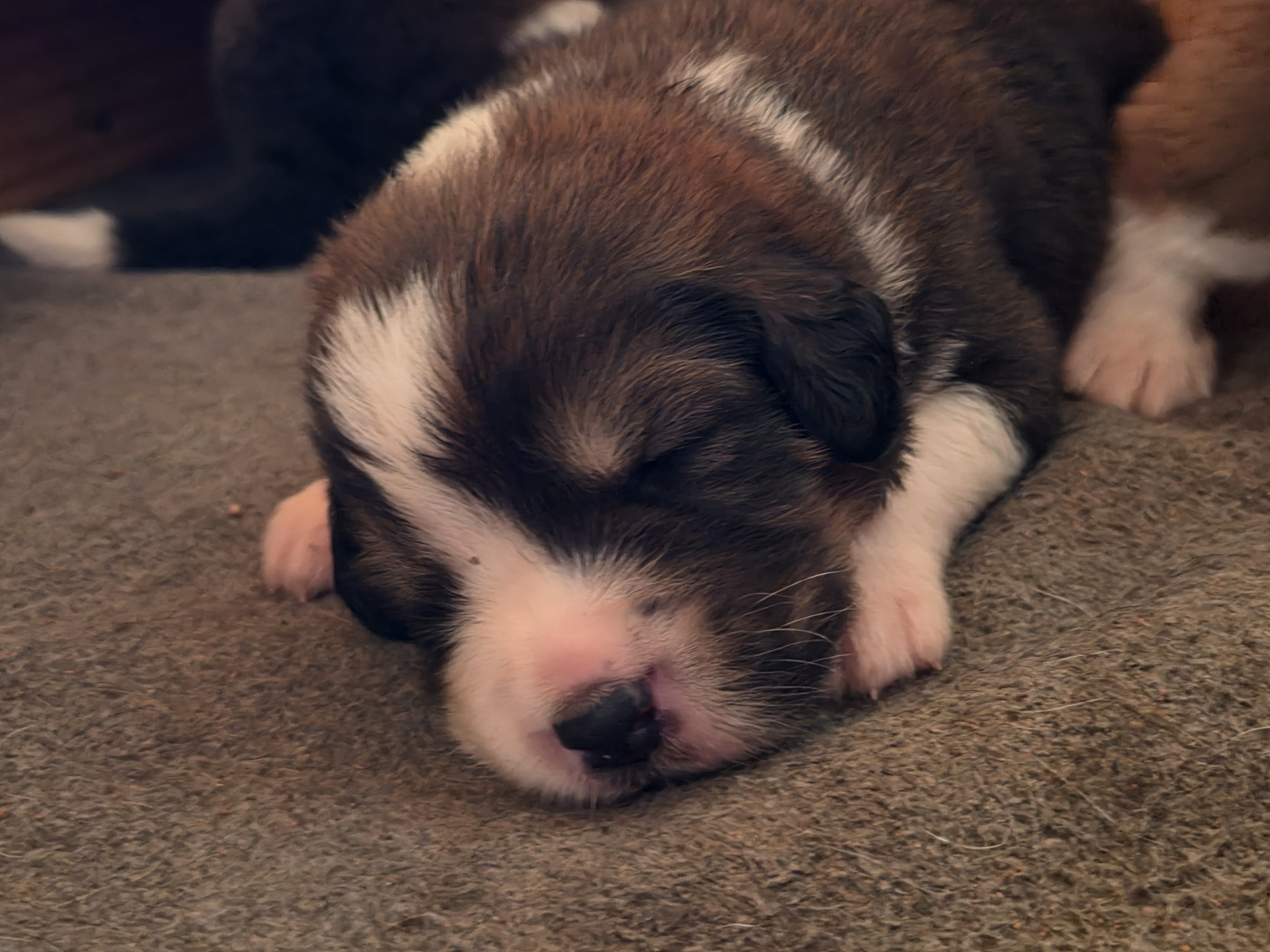 Great bernese puppies image 8