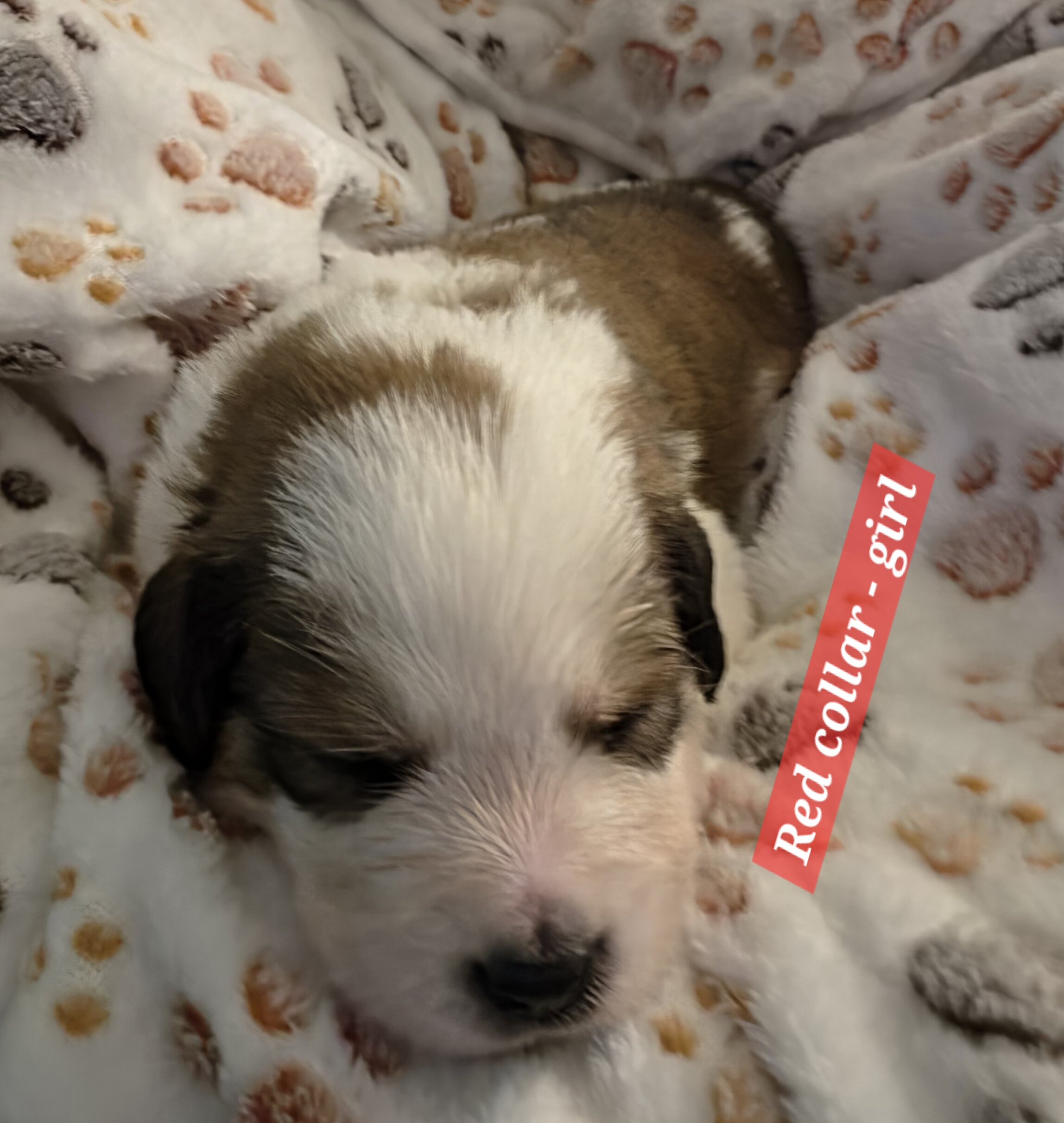 Great bernese puppies image 6