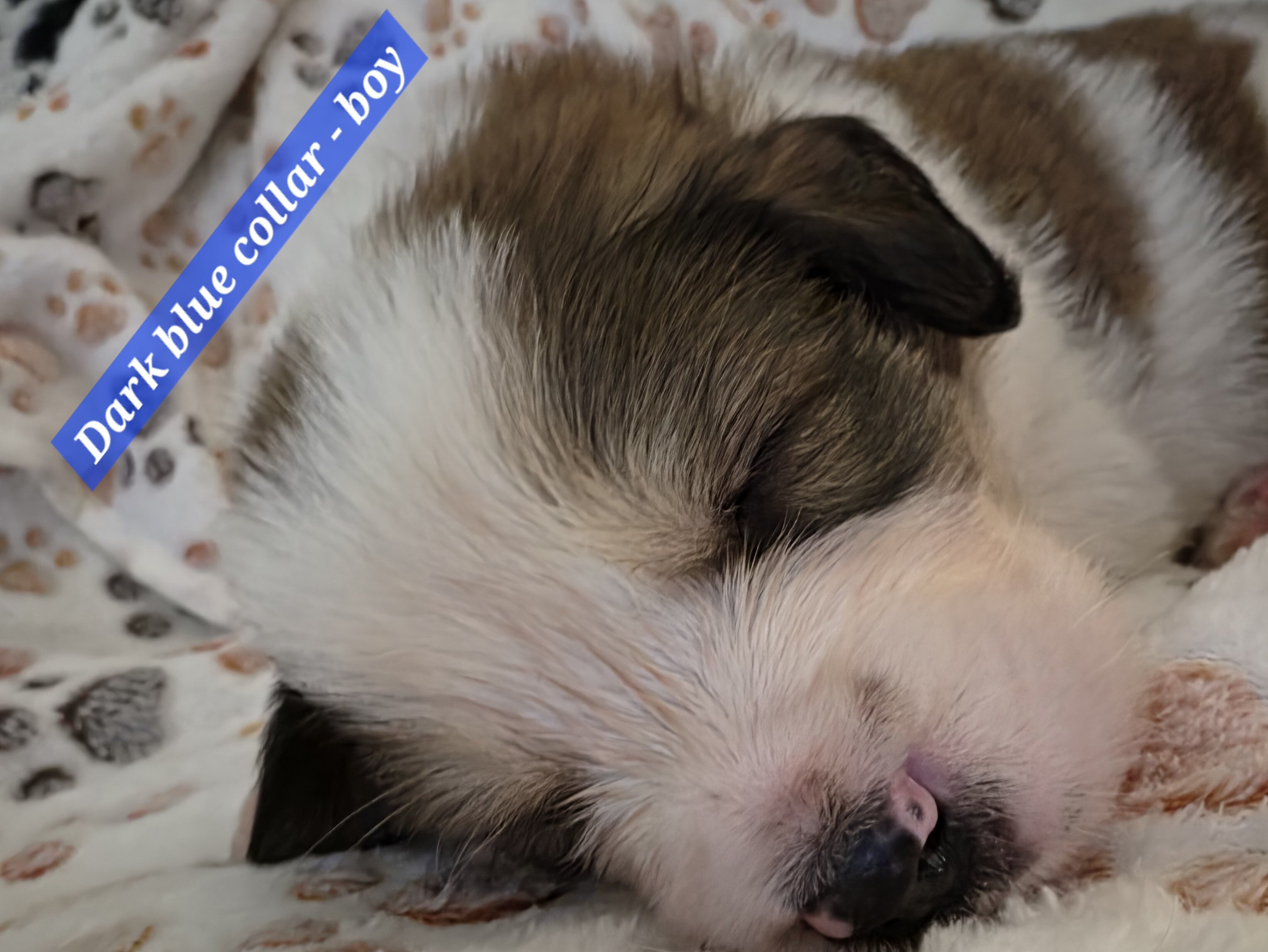 Great bernese puppies image 2