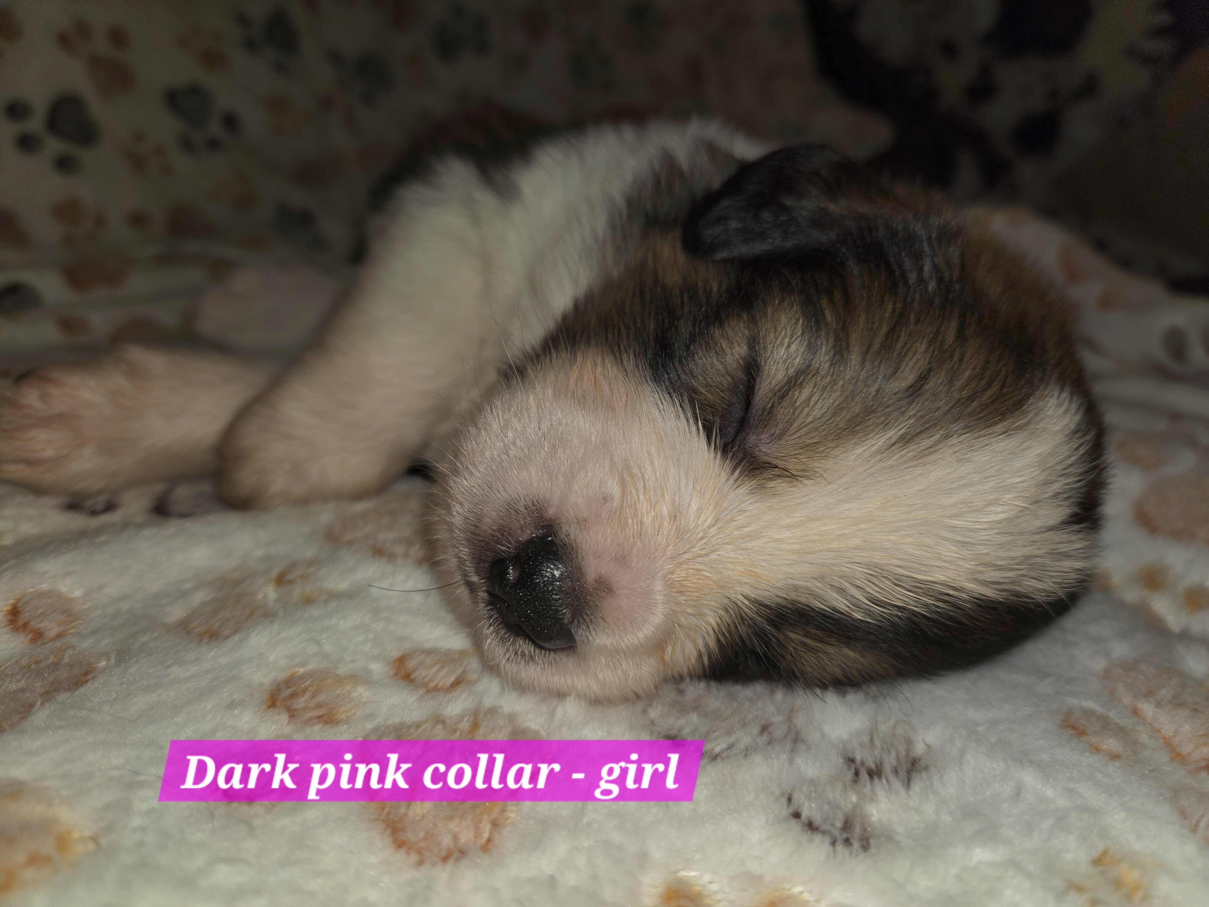 Great bernese puppies image 4