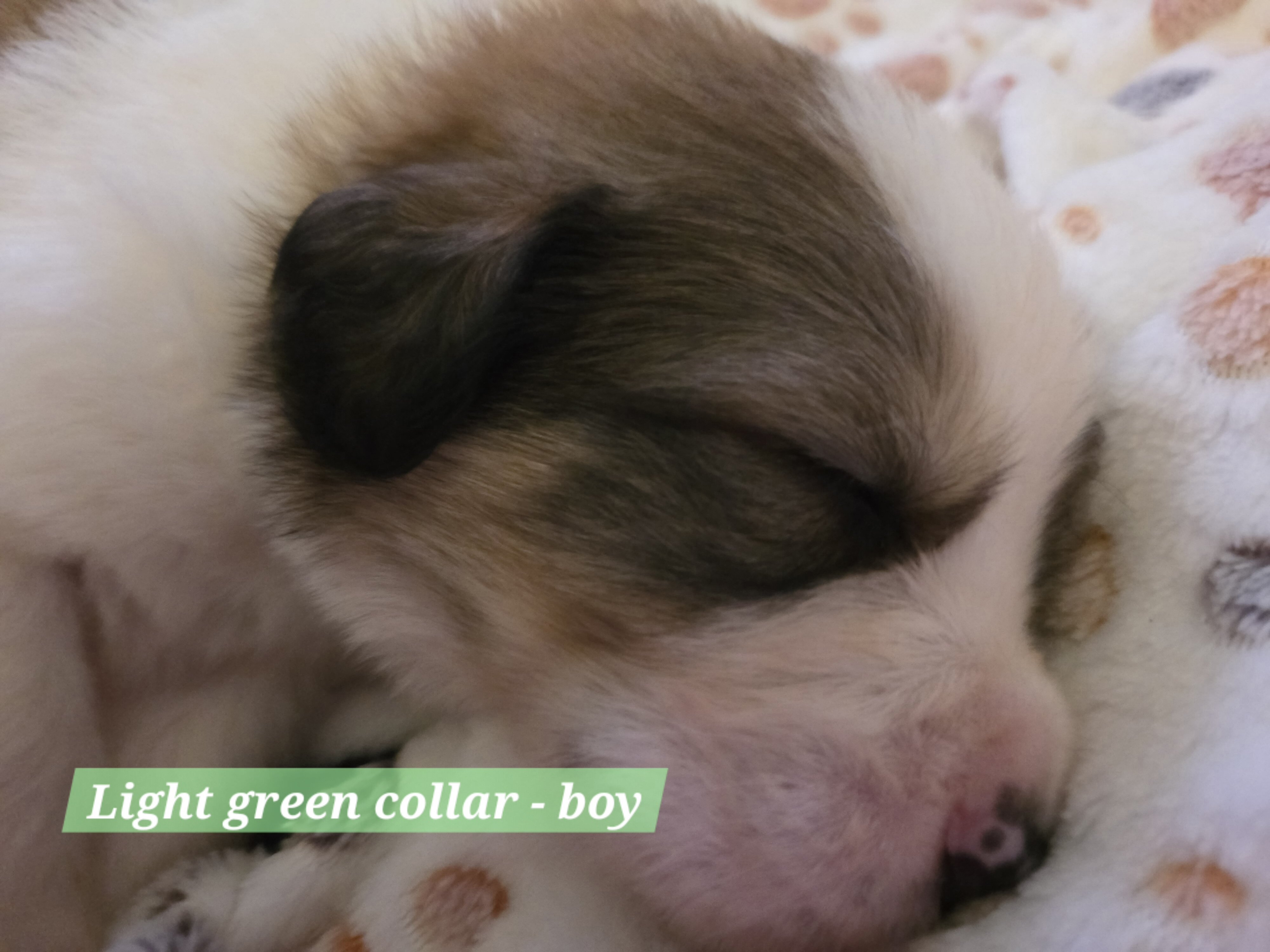 Great bernese puppies image 5