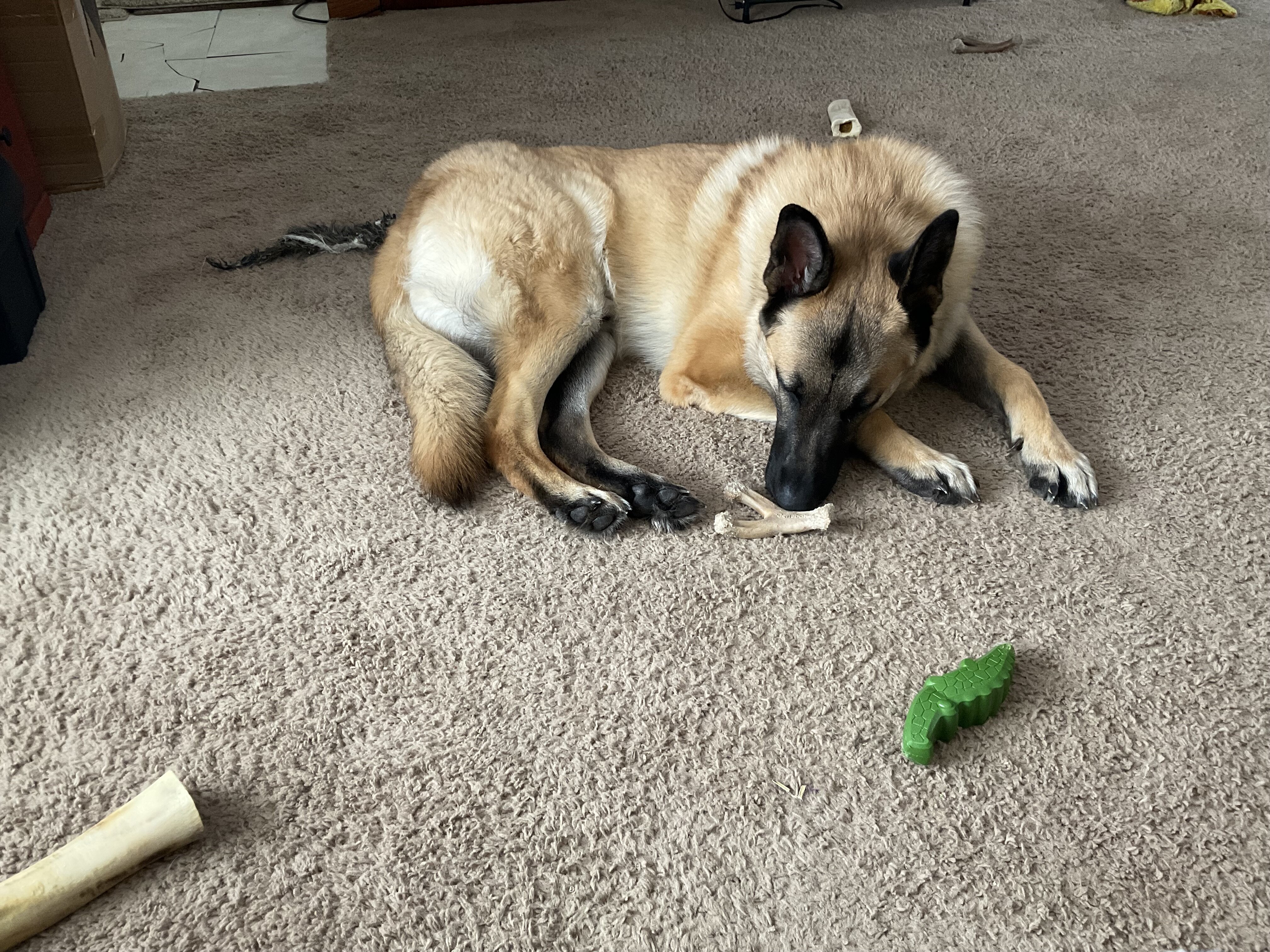 Dog image 1
