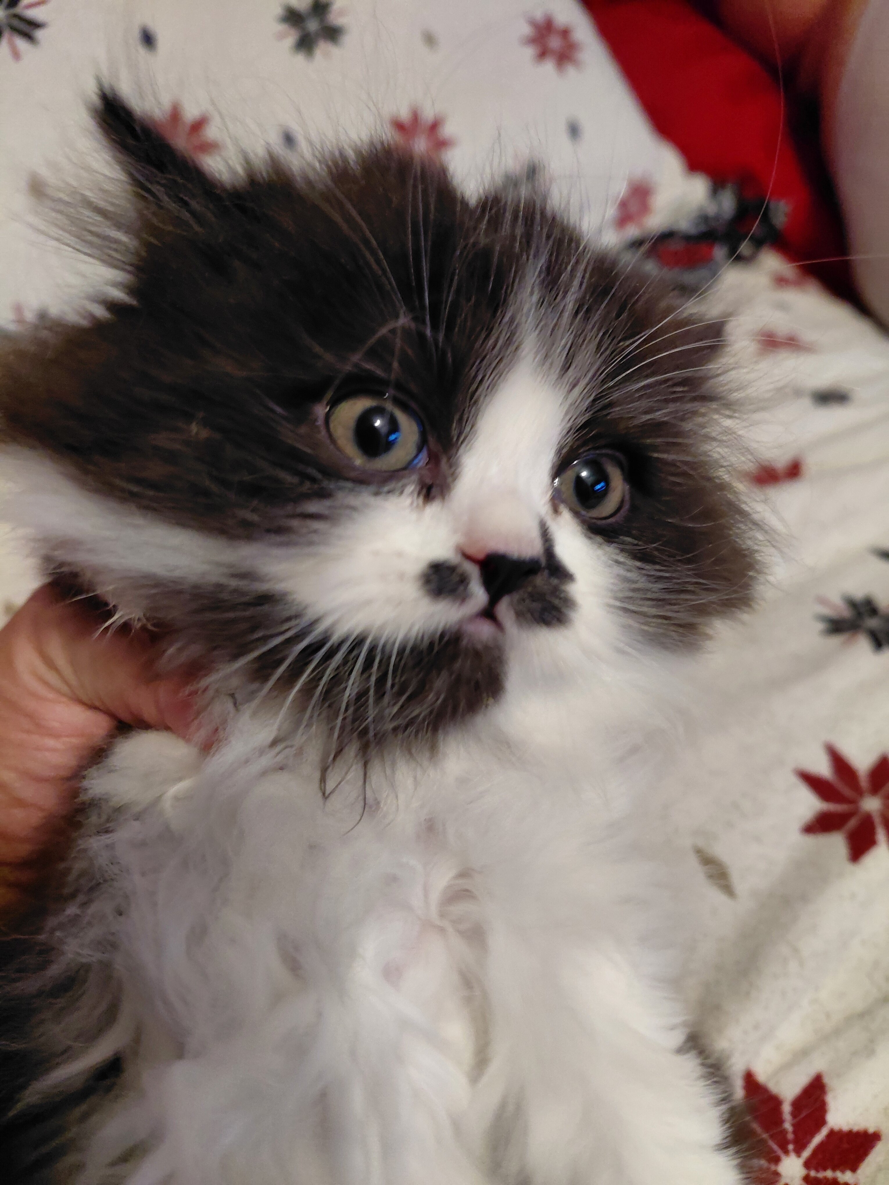 Female persian kitten 11 weeks old. image 2
