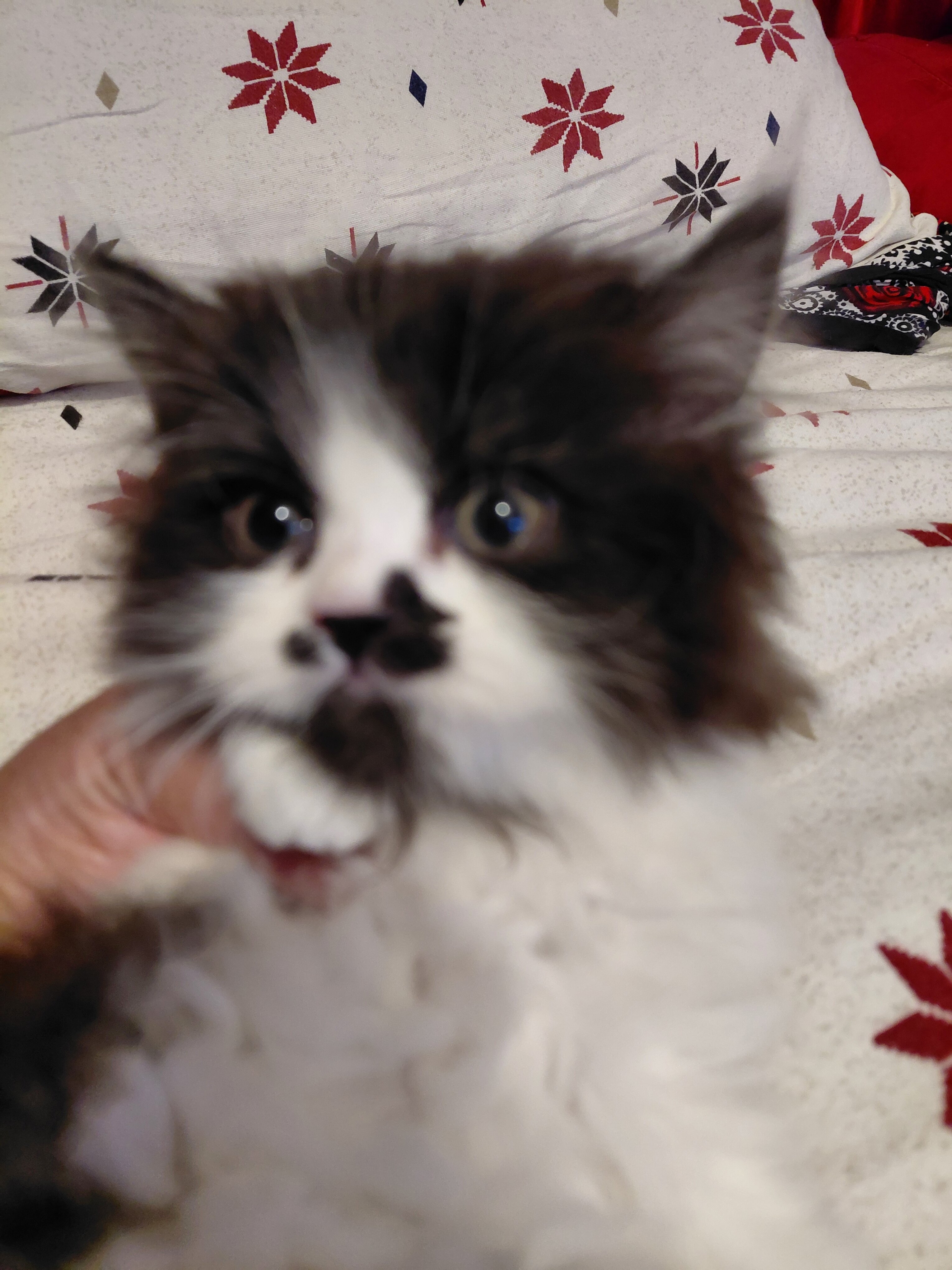 Female persian kitten 11 weeks old. image 1
