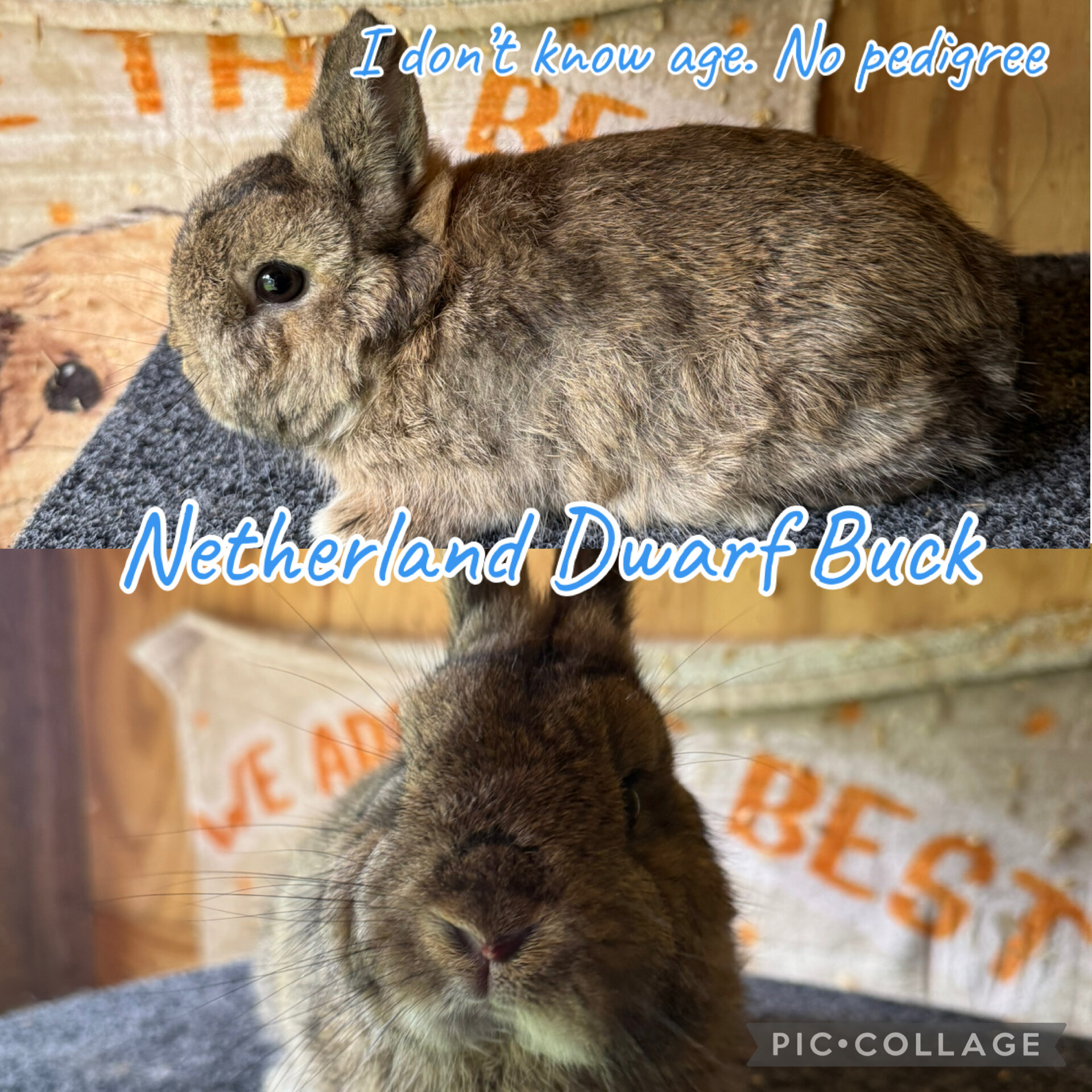 Baby bunnies image 2