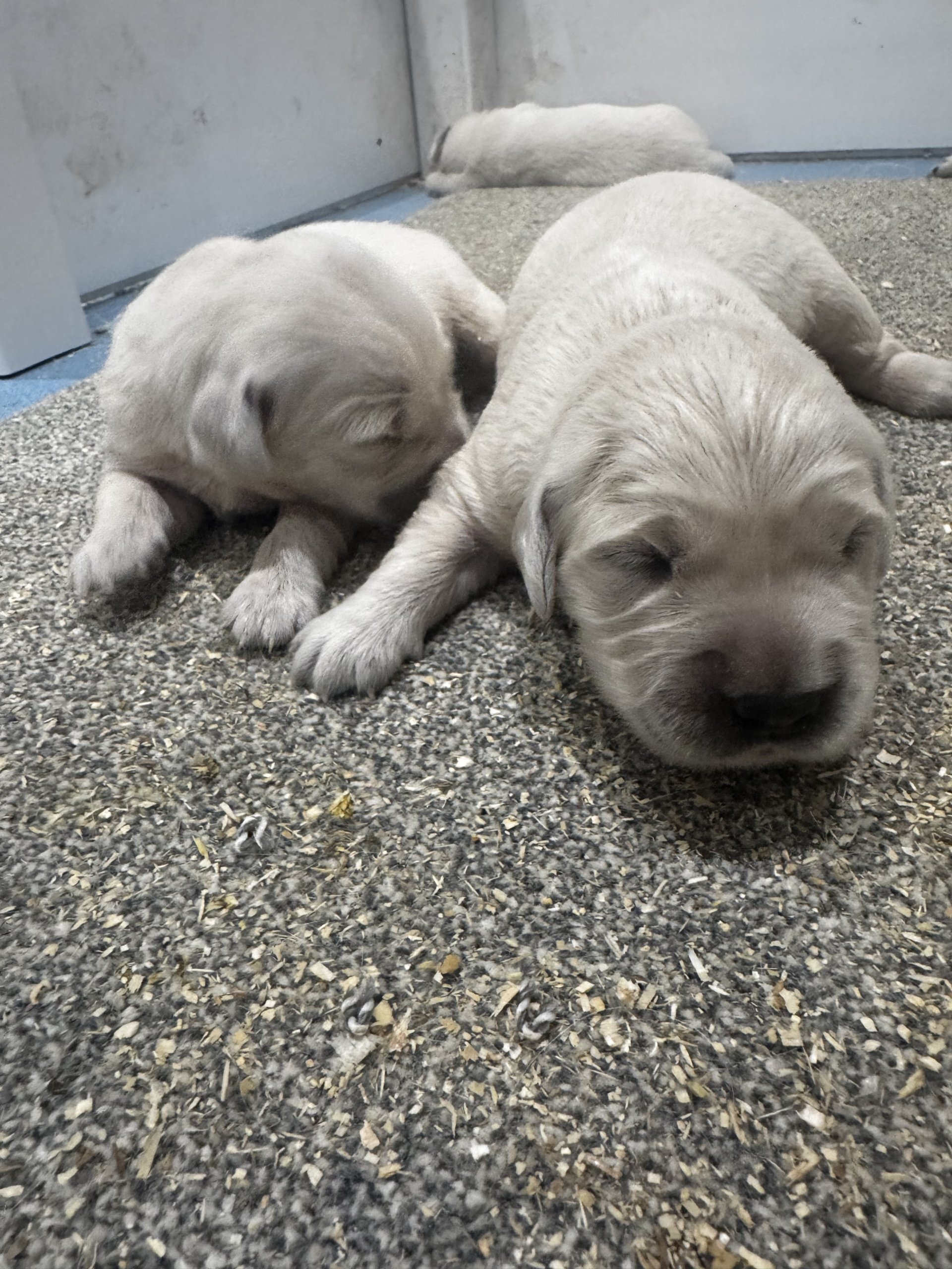 outstanding Golden Retriever puppies image 2