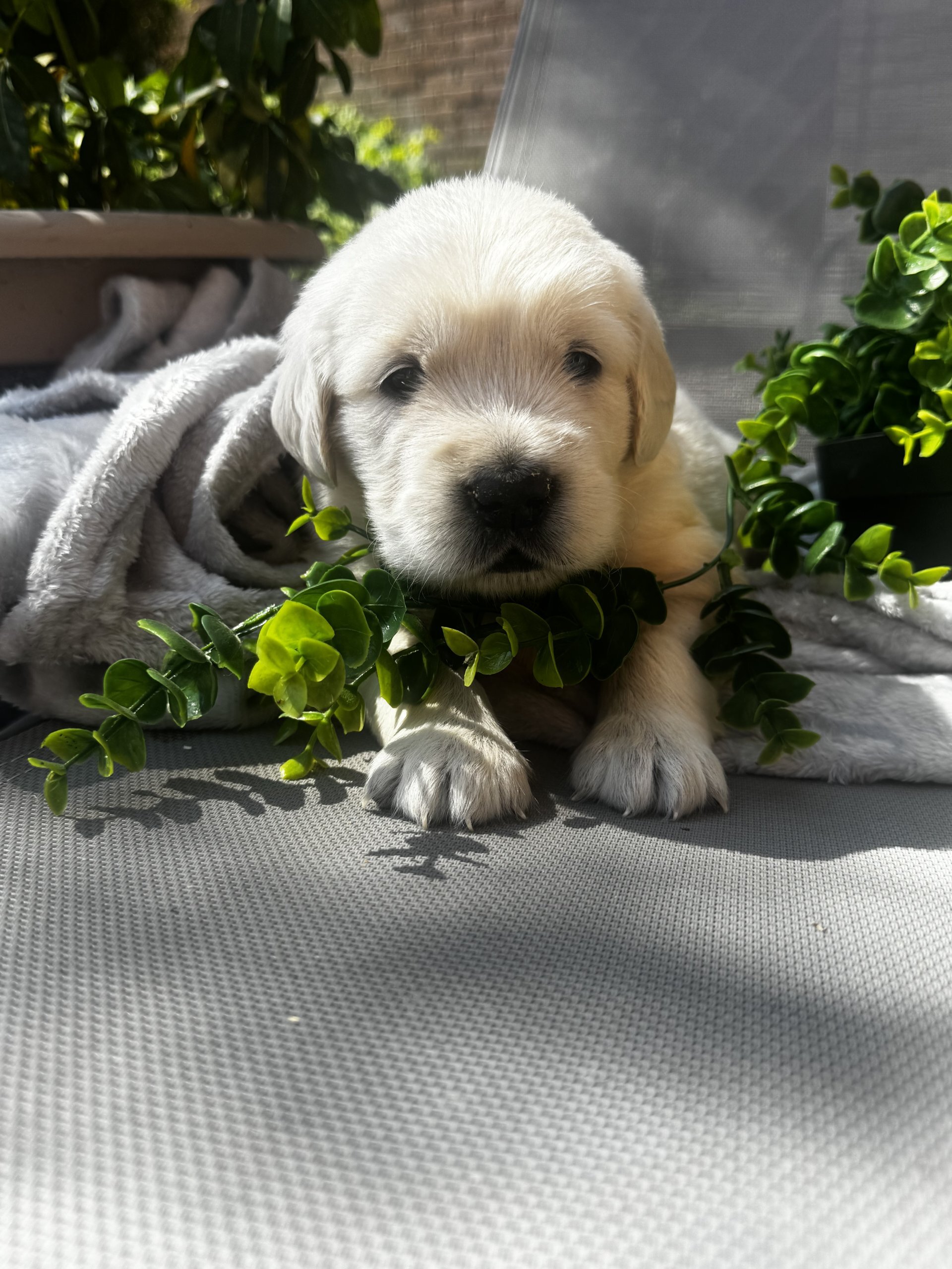 outstanding Golden Retriever puppies image 1