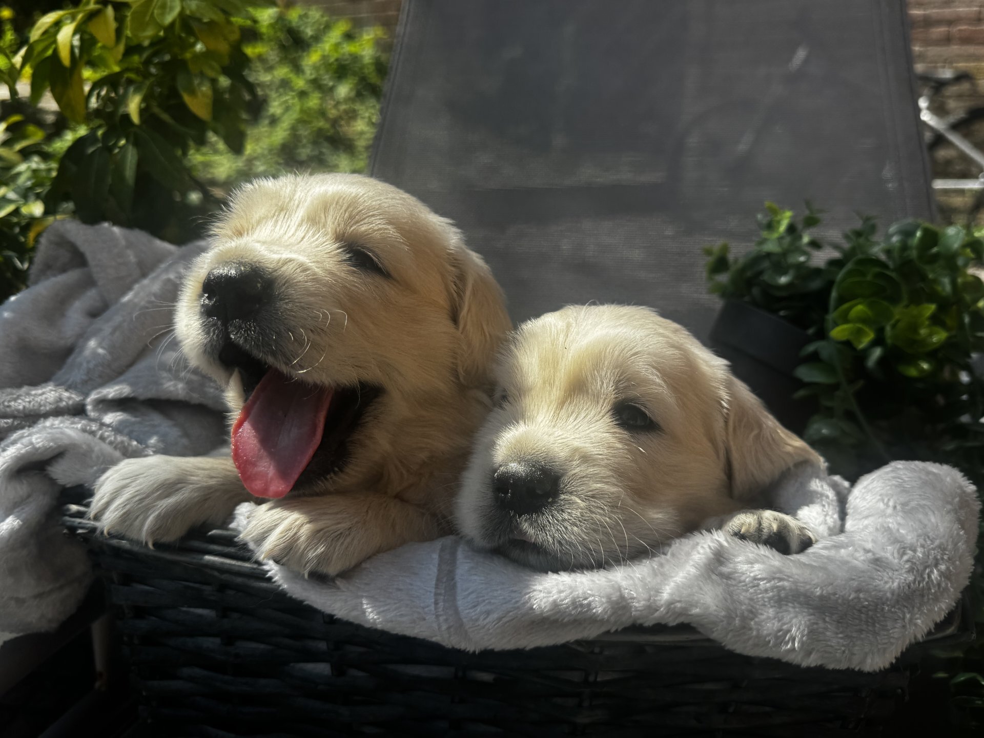 outstanding Golden Retriever puppies image 3