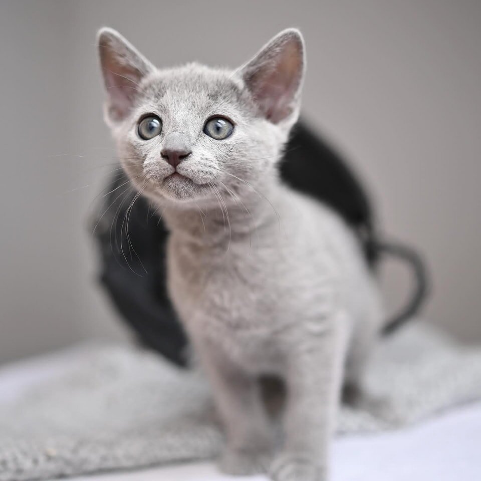 Purebred Russian Blue Kittens Available – Health T image 2