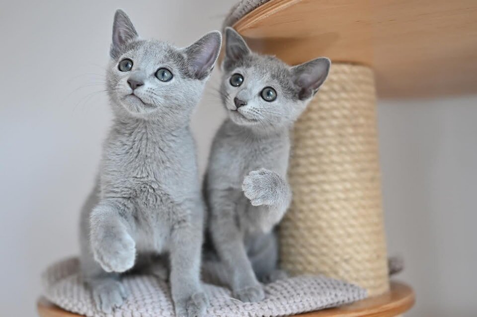 Purebred Russian Blue Kittens Available – Health T image 1