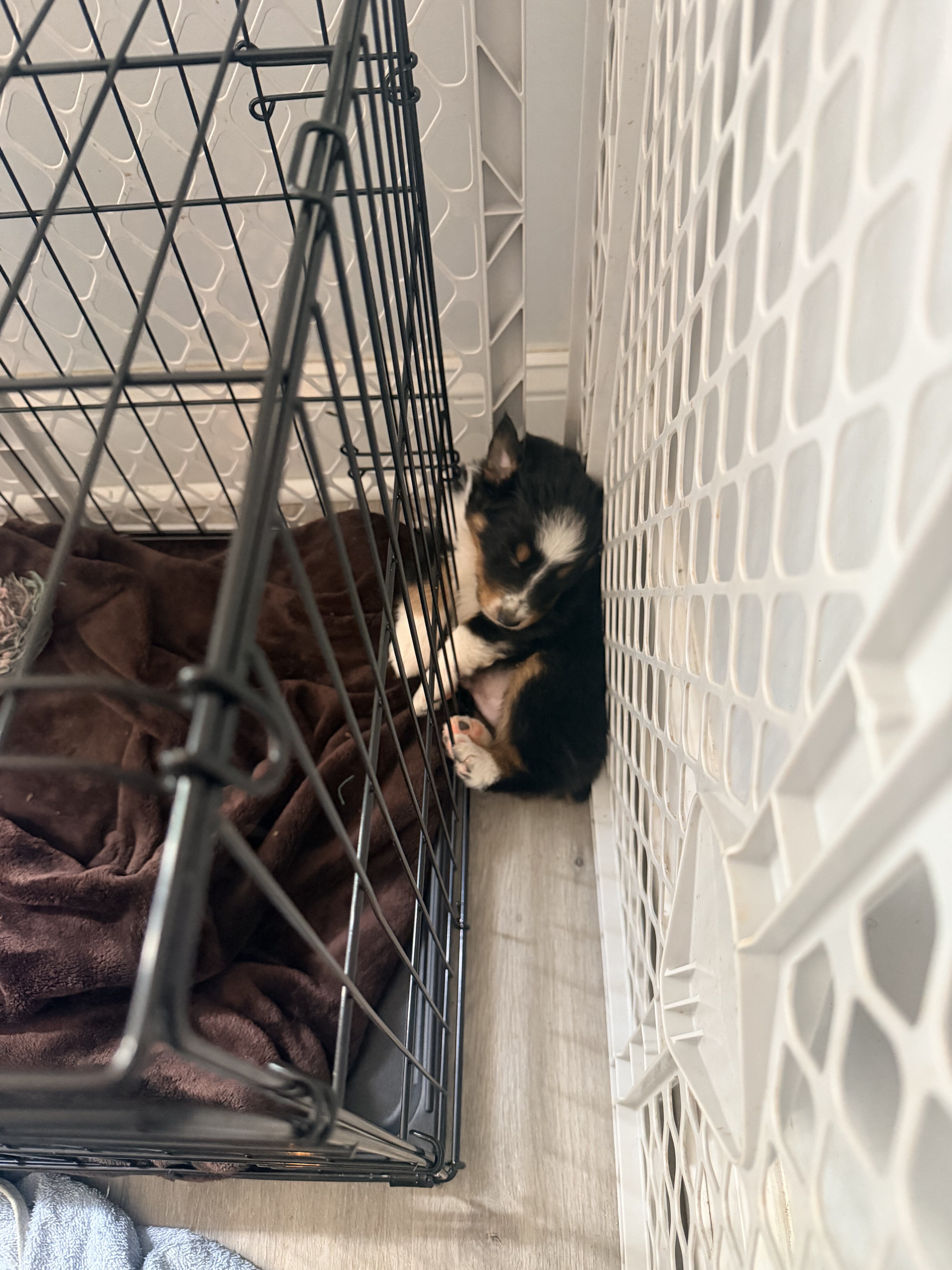 Australian shepherd image 3