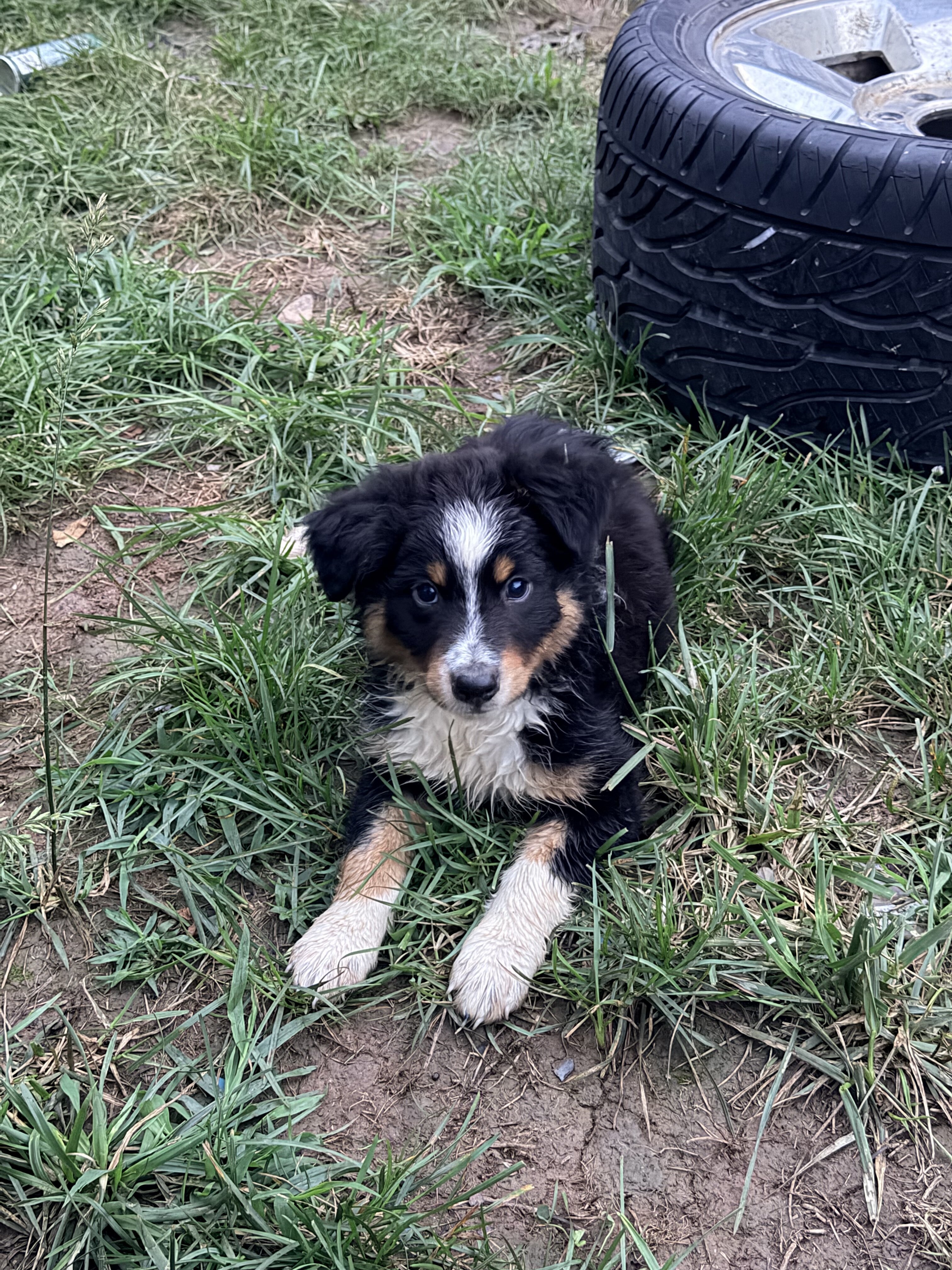 Australian shepherd image 2