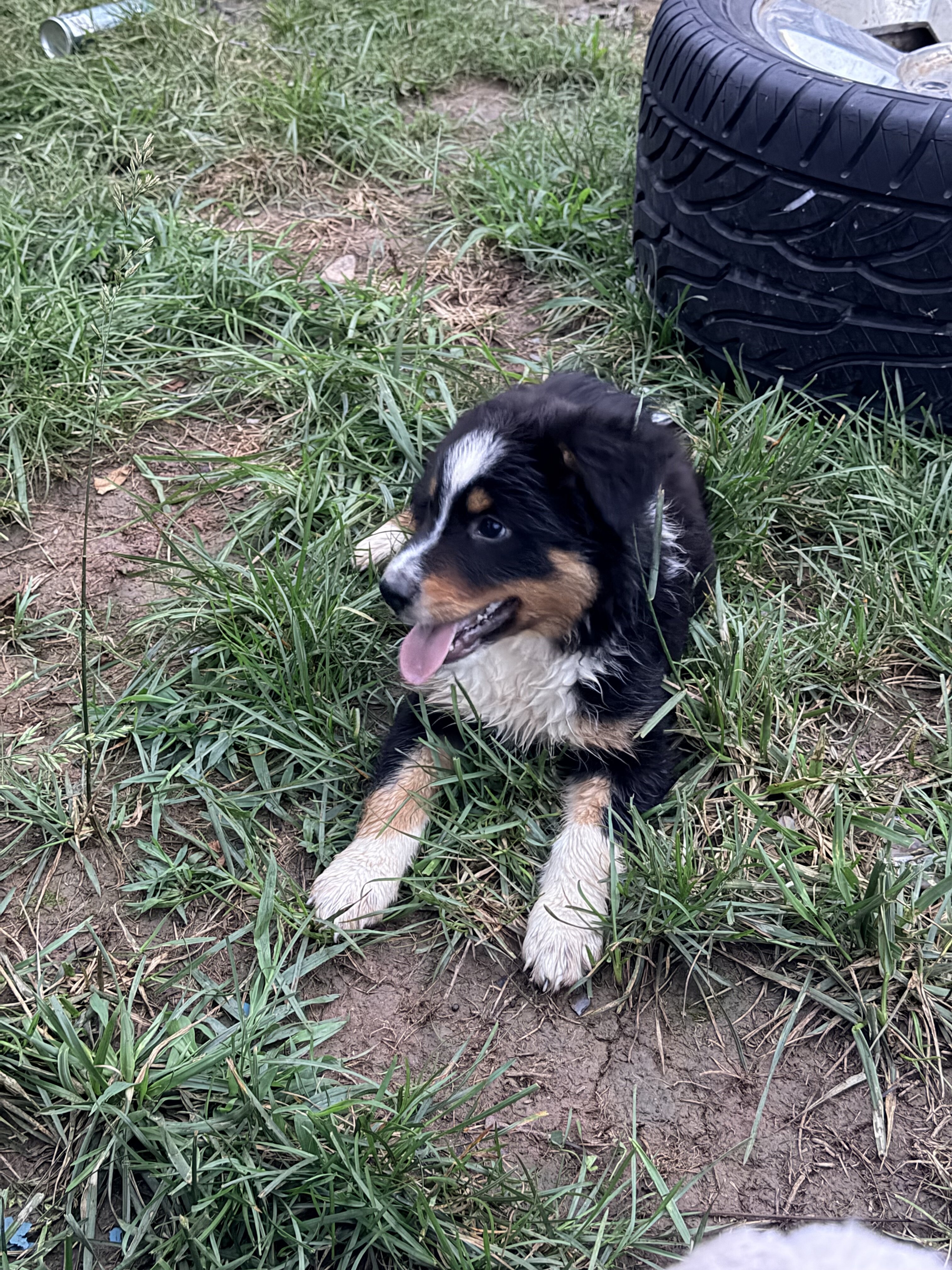 Australian shepherd image 1