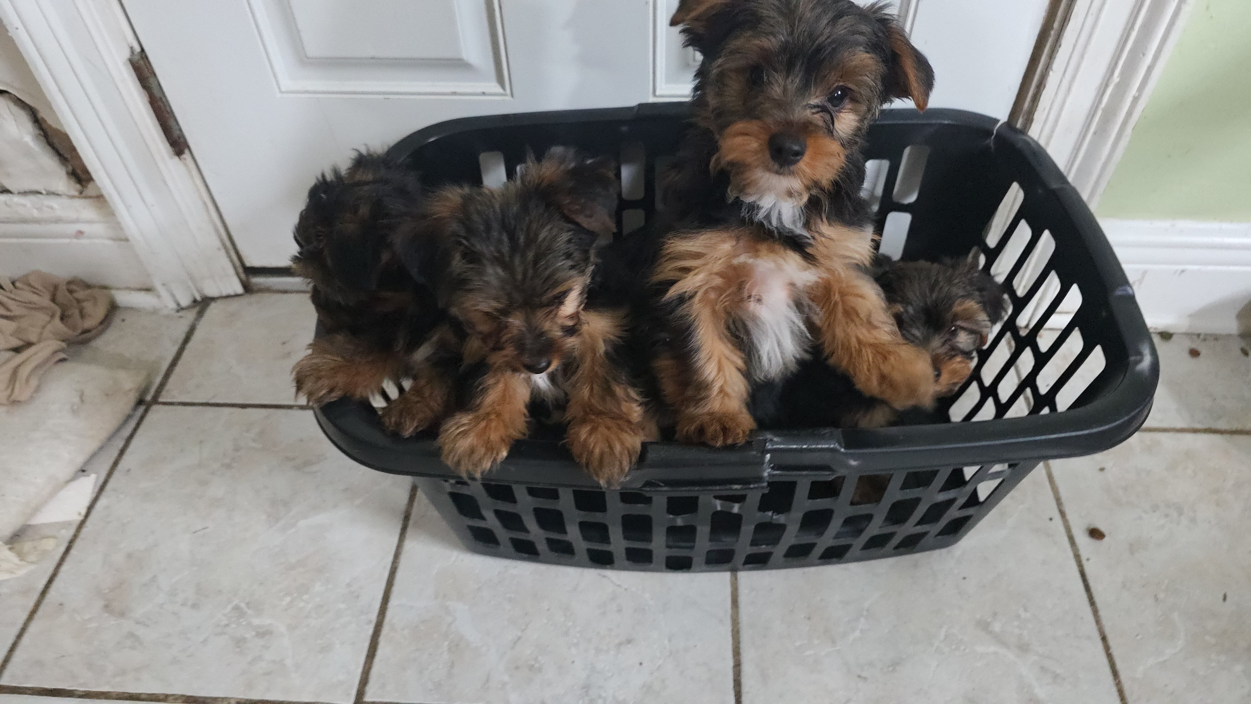 Yorkies image 1