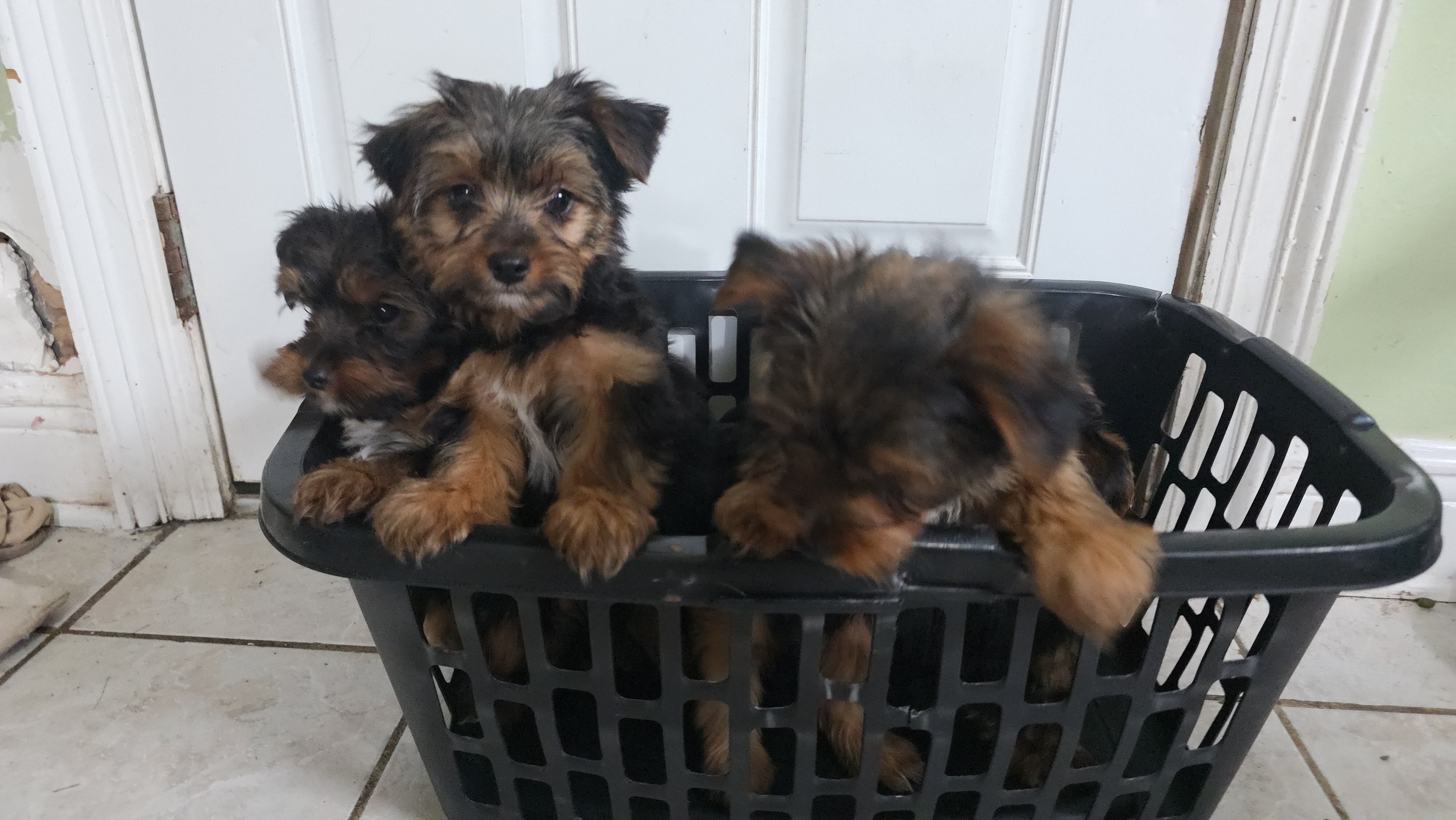 Yorkies image 3