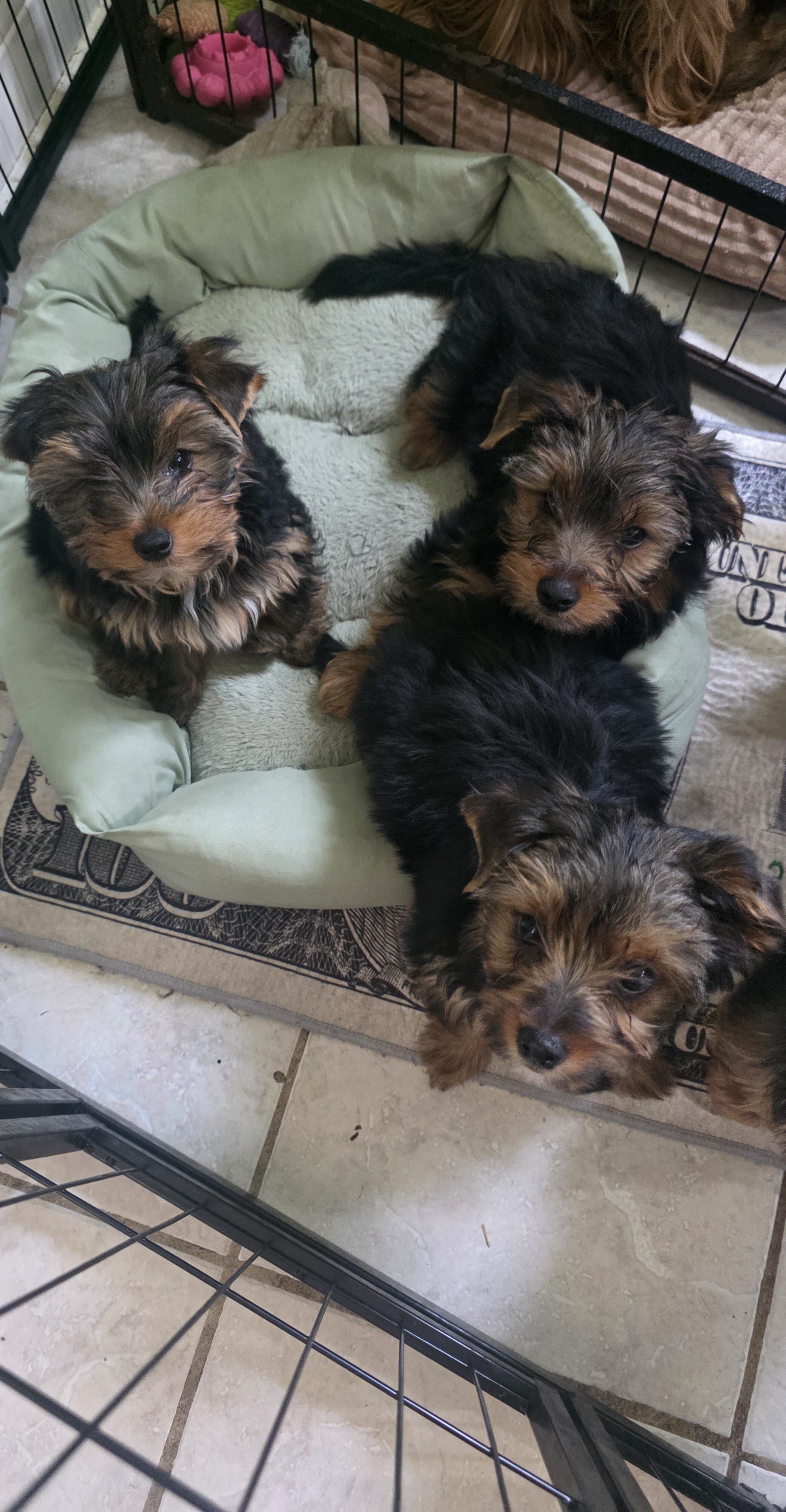 Yorkies image 2