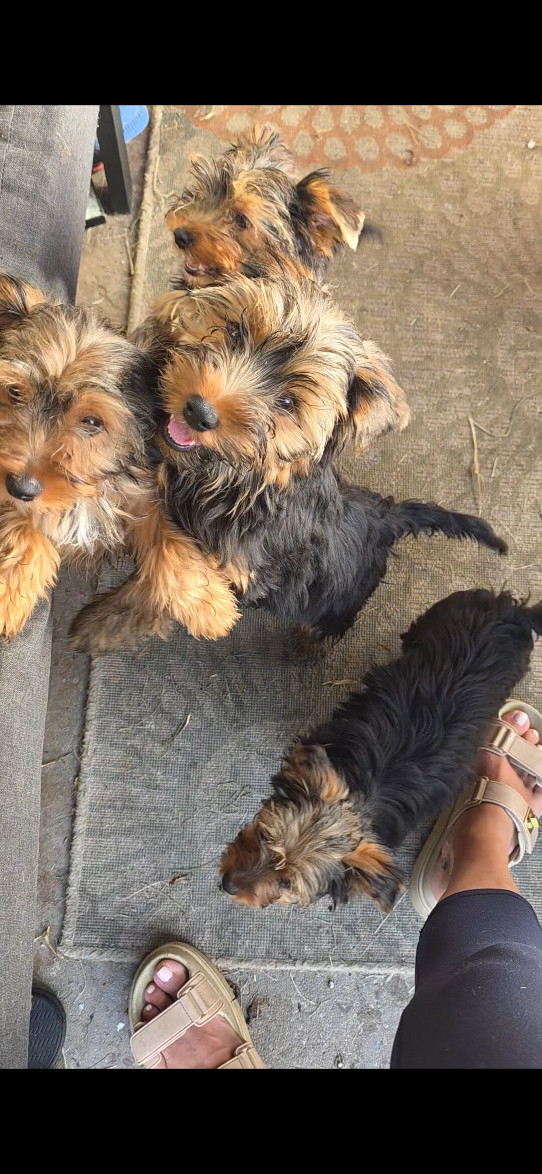 Yorkies image 4